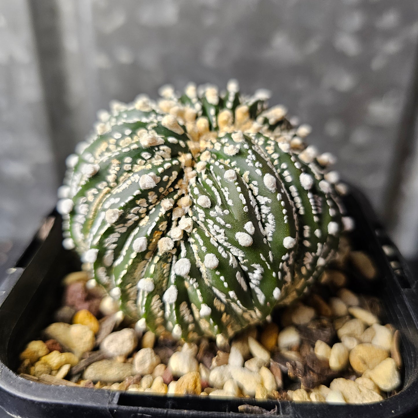 Astrophytum asterias crest
