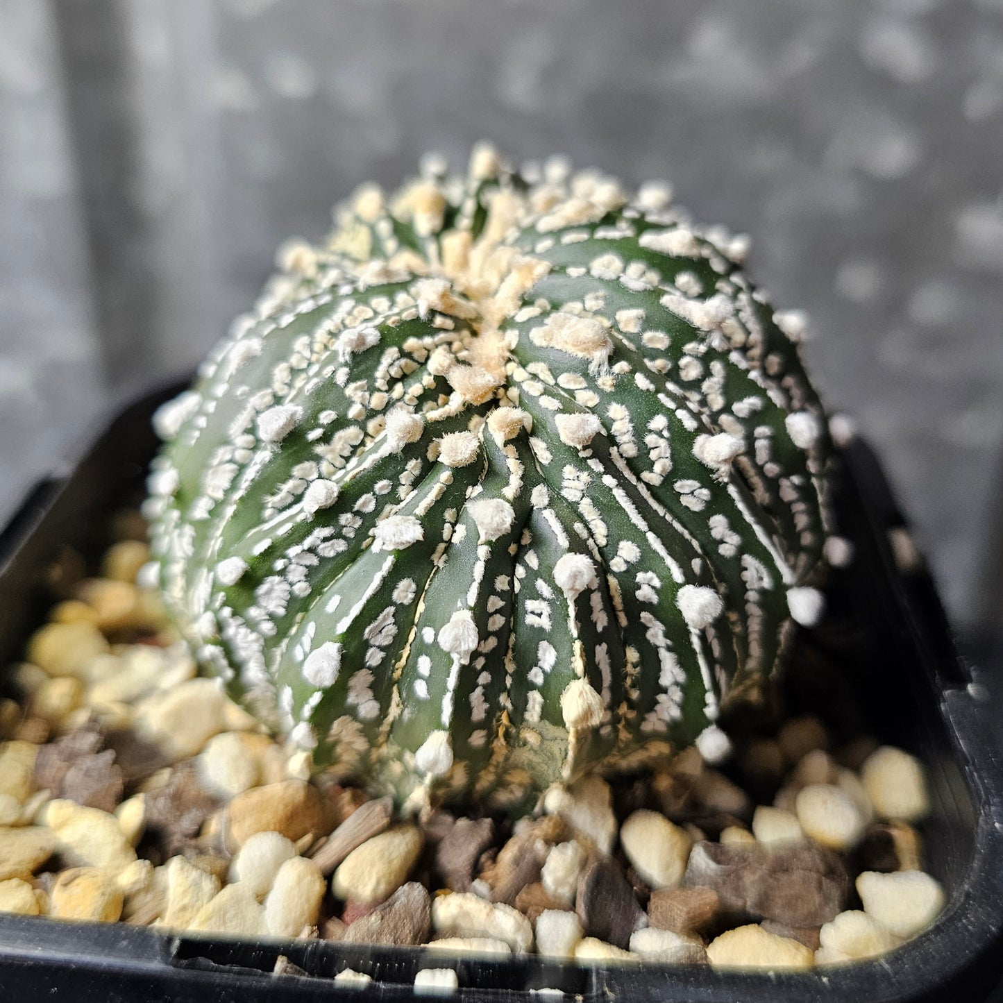 Astrophytum asterias crest