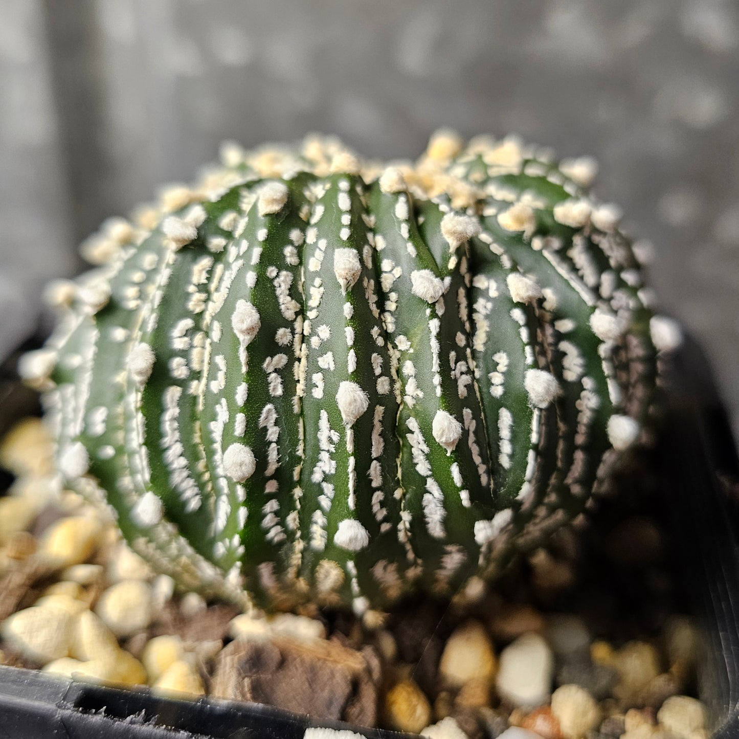 Astrophytum asterias crest