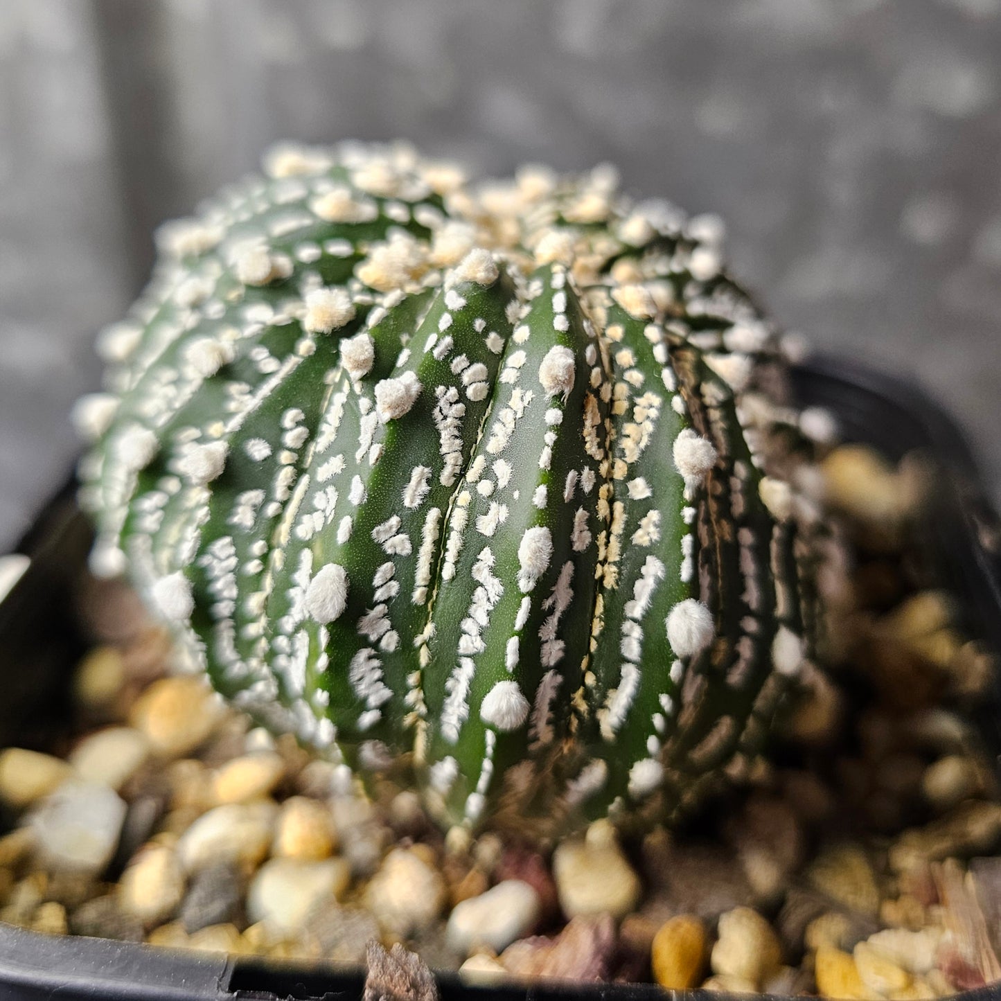 Astrophytum asterias crest