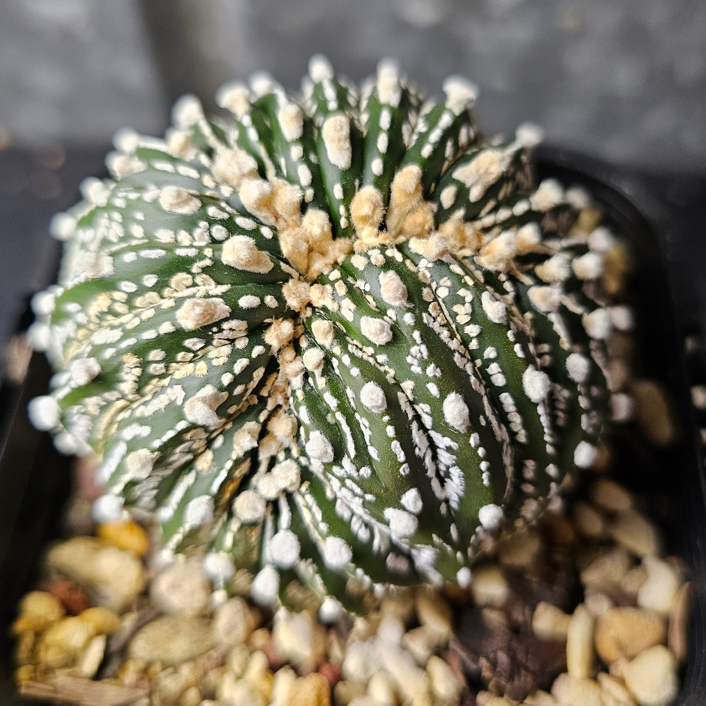 Astrophytum asterias crest
