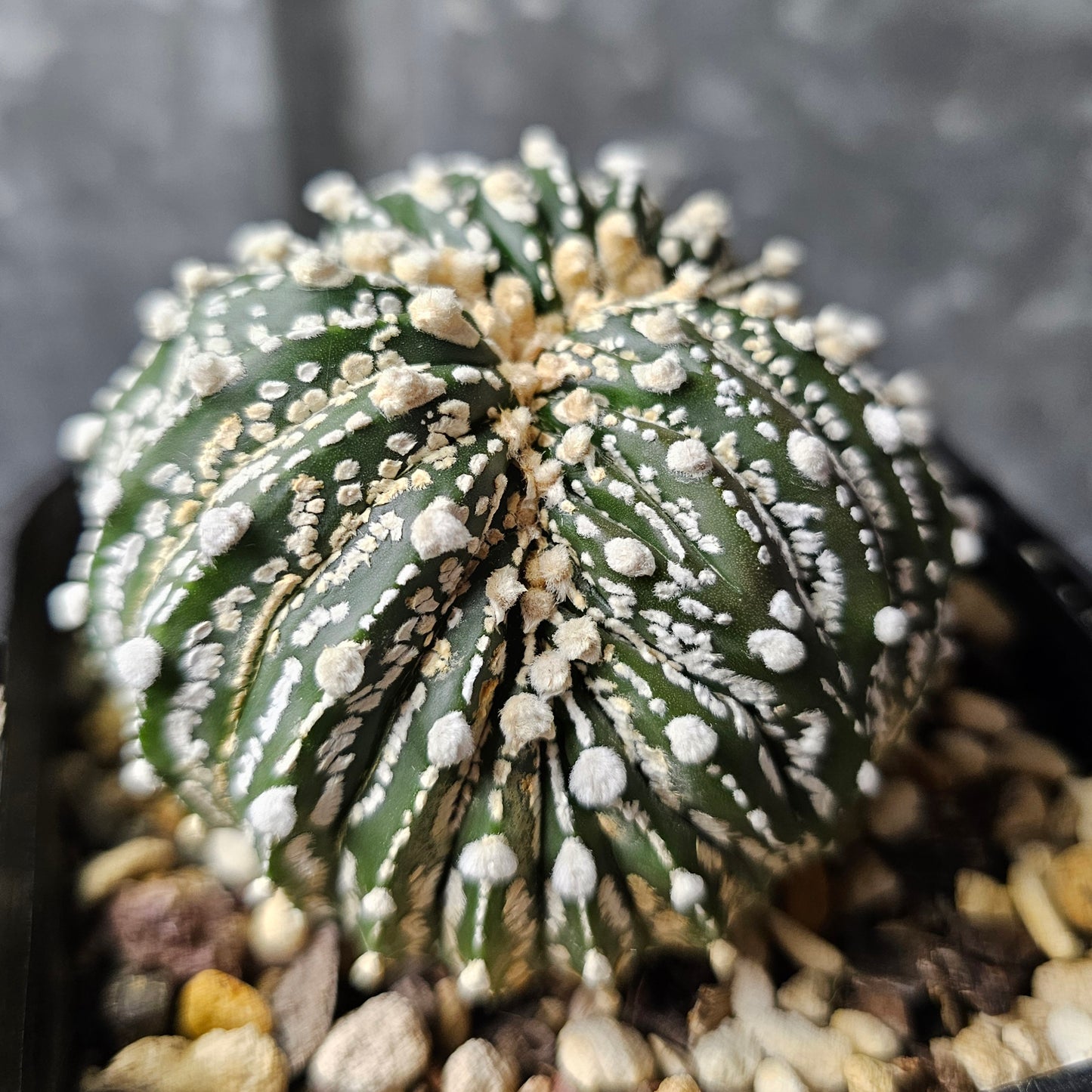 Astrophytum asterias crest