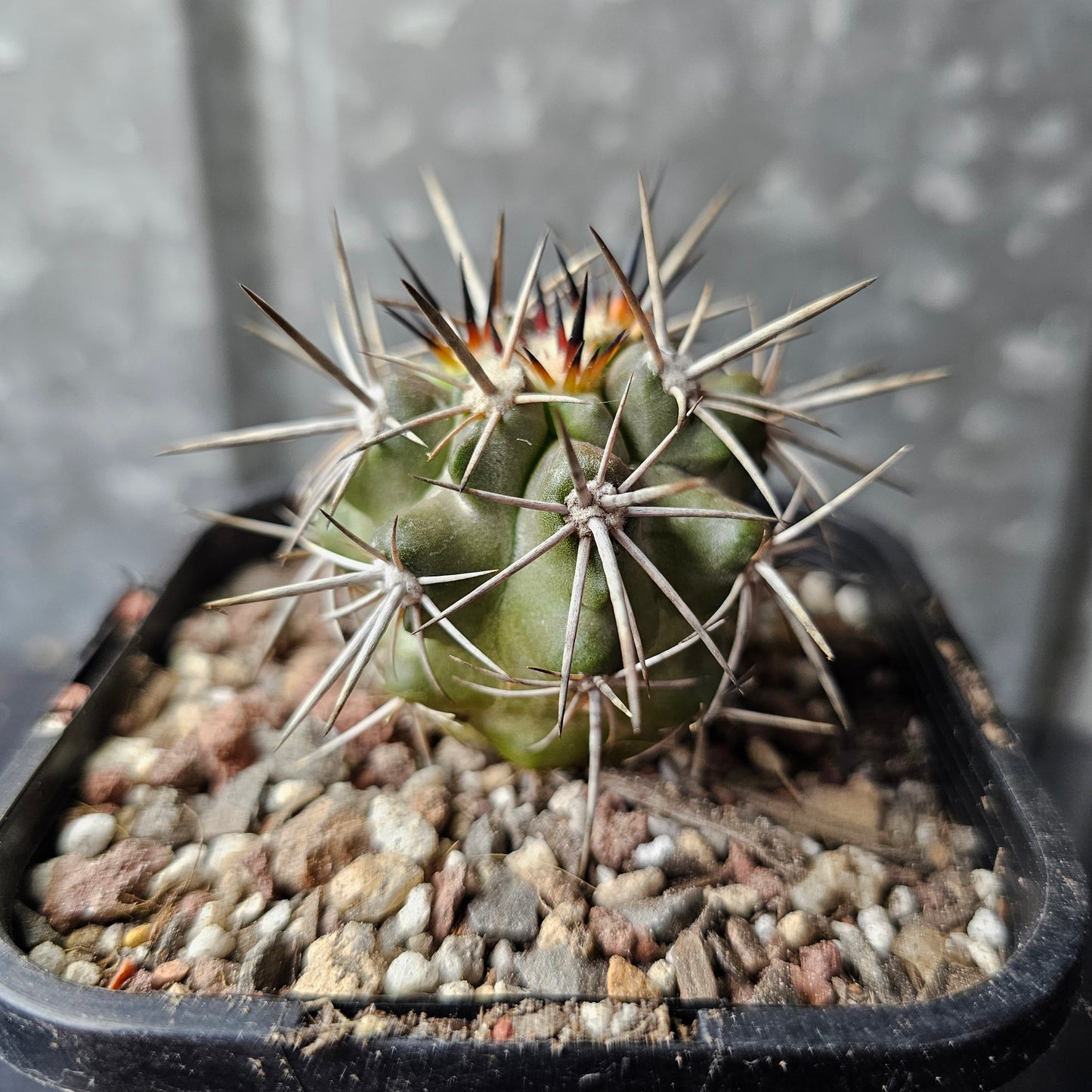 Copiapoa fiedleriana