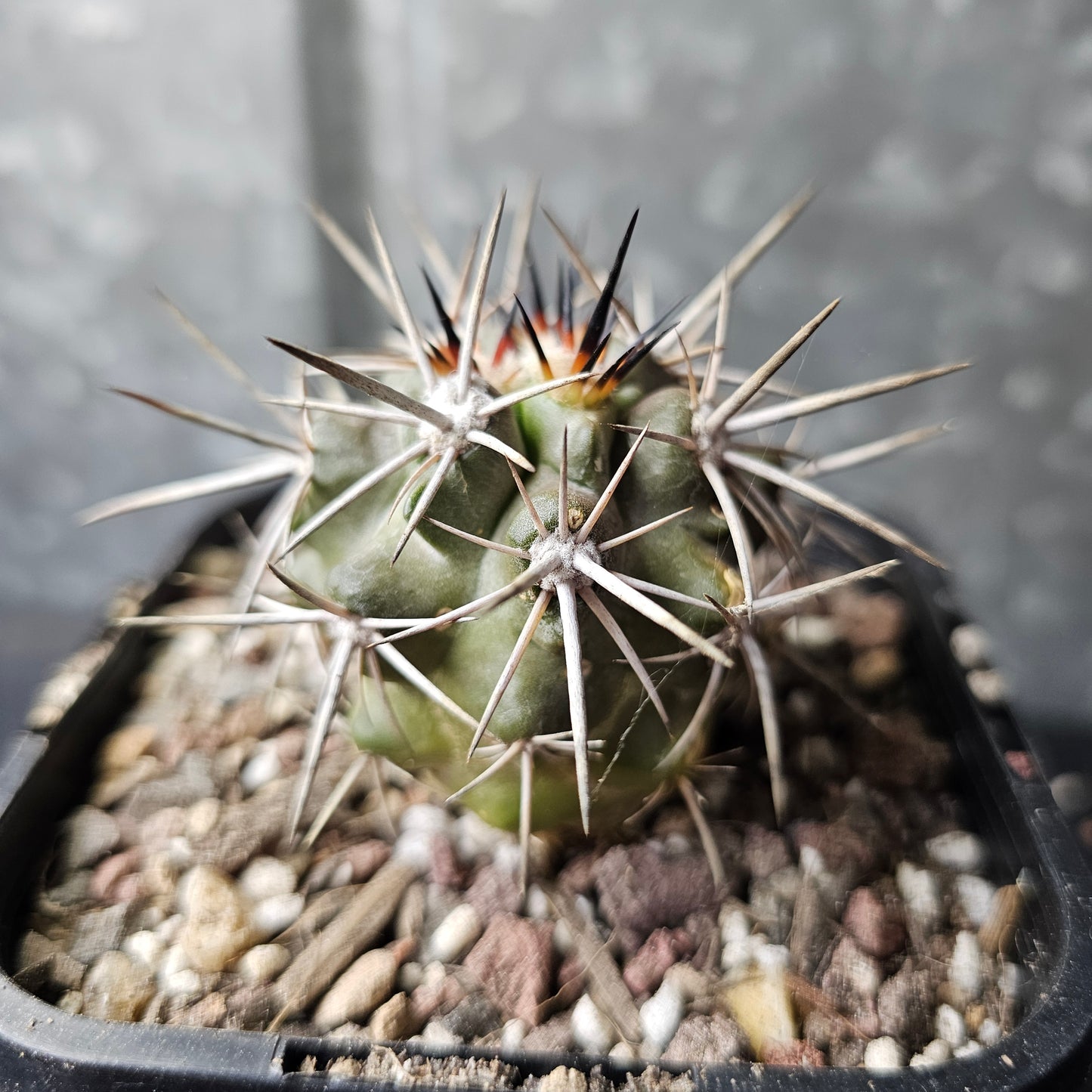 Copiapoa fiedleriana