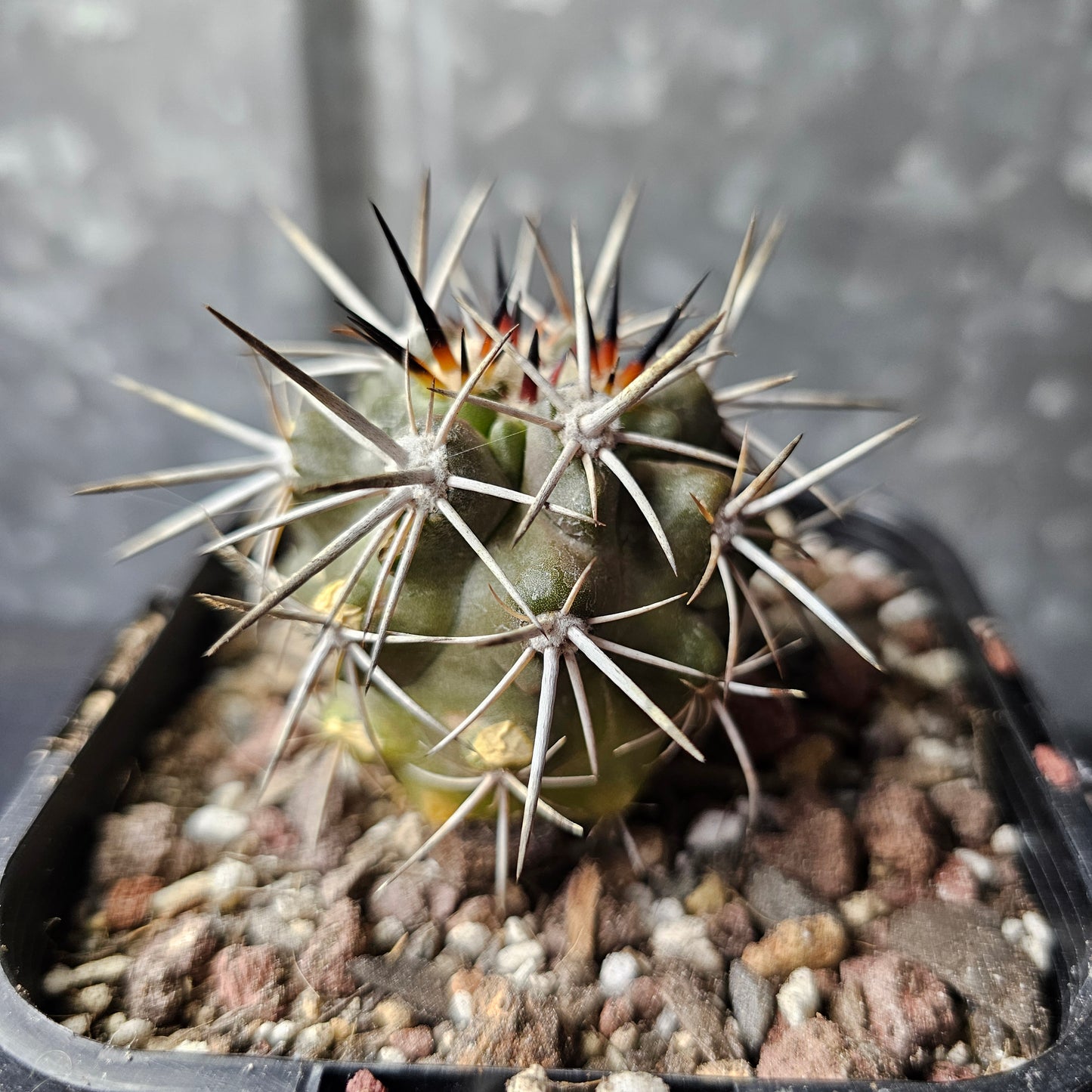 Copiapoa fiedleriana