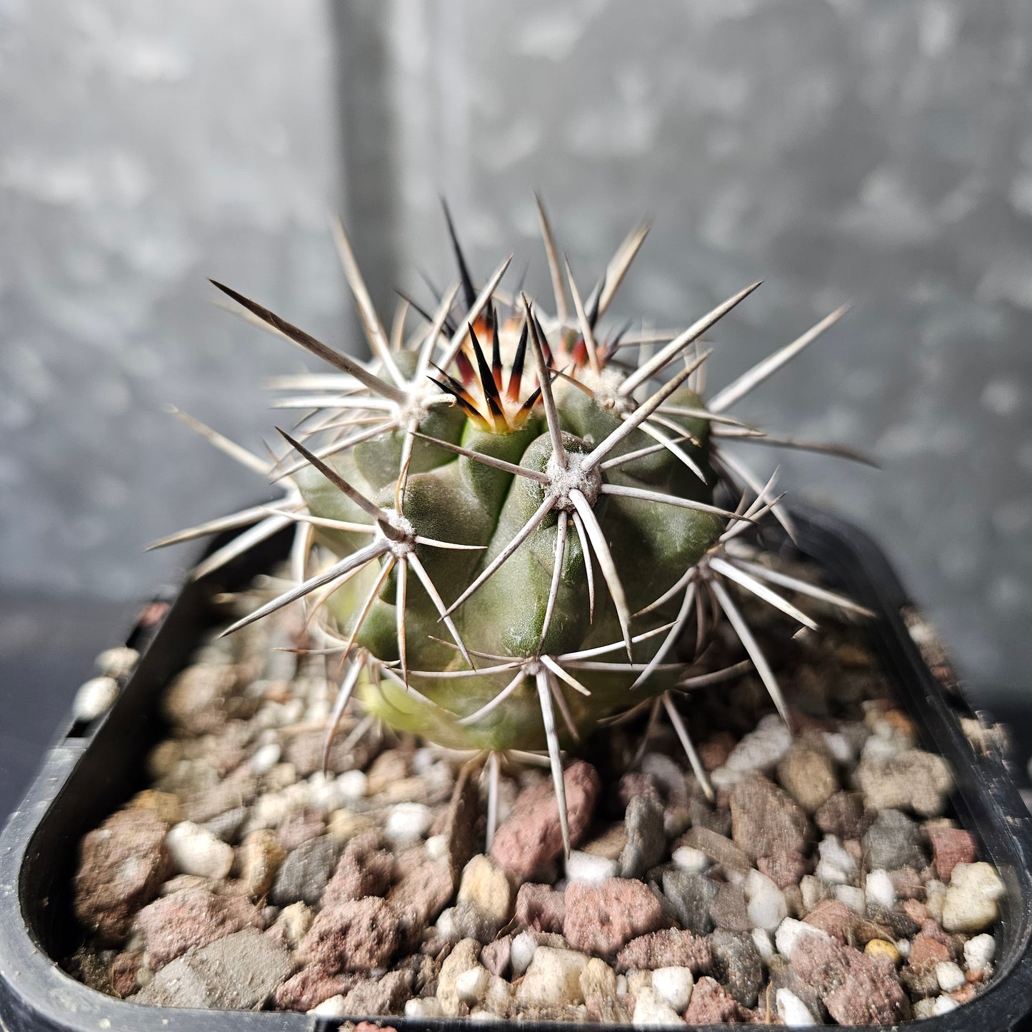 Copiapoa fiedleriana