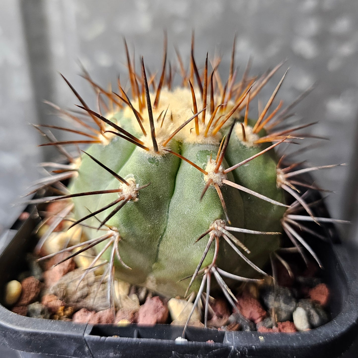 Copiapoa magnifica