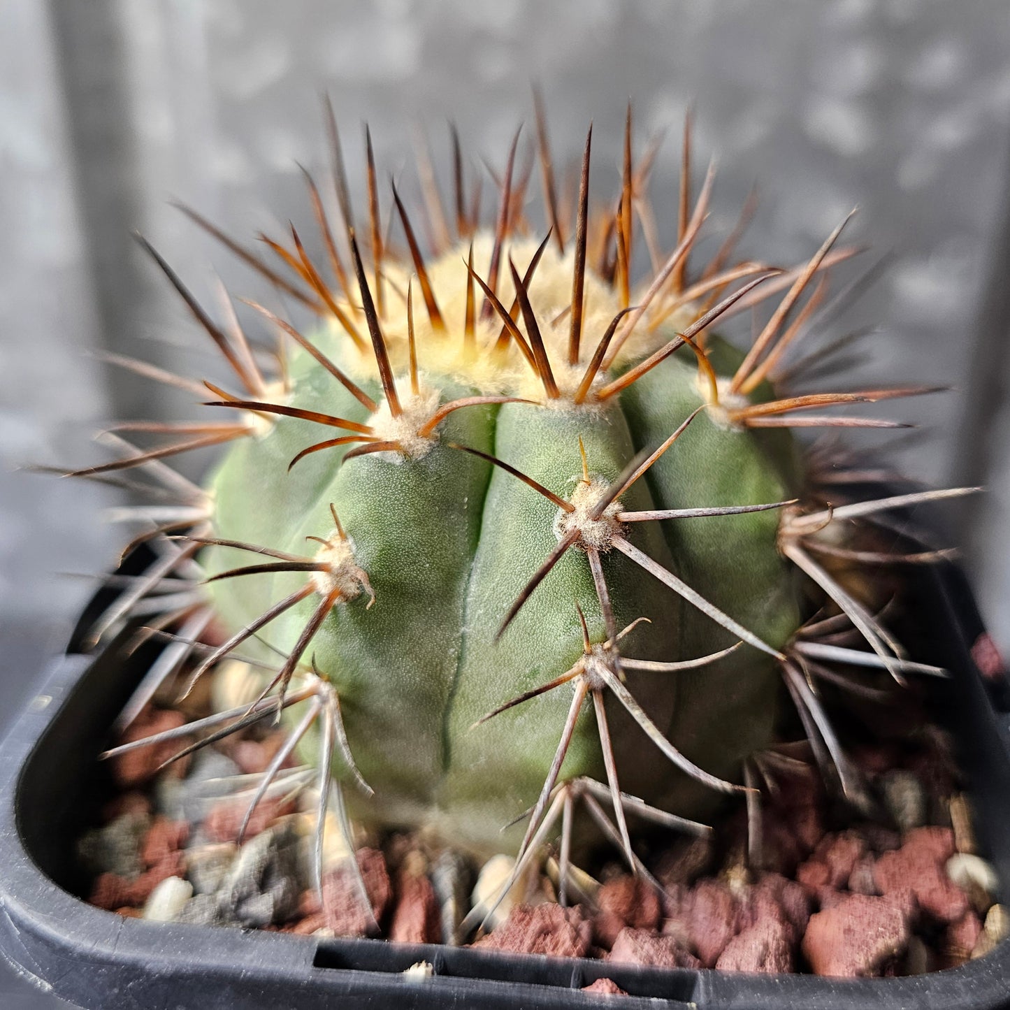 Copiapoa magnifica