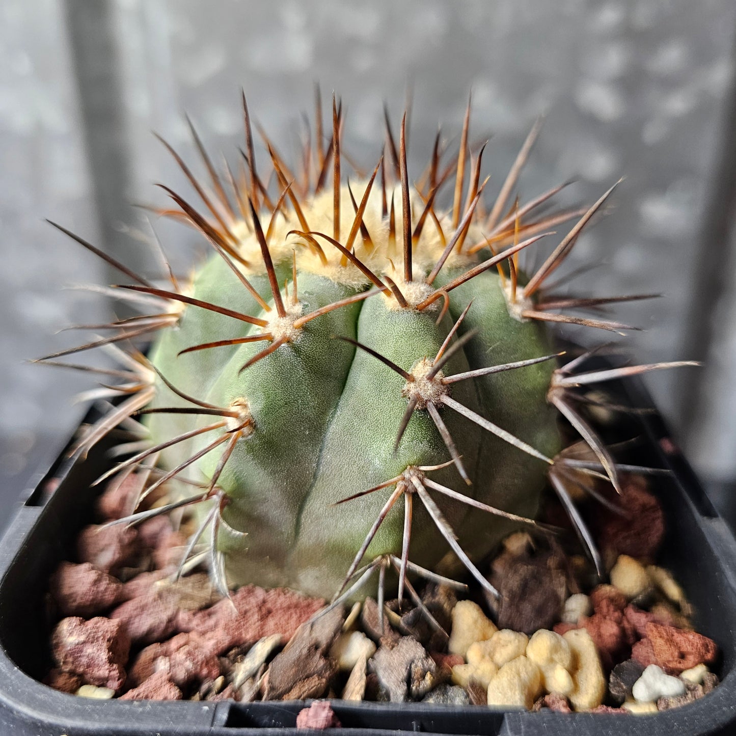 Copiapoa magnifica