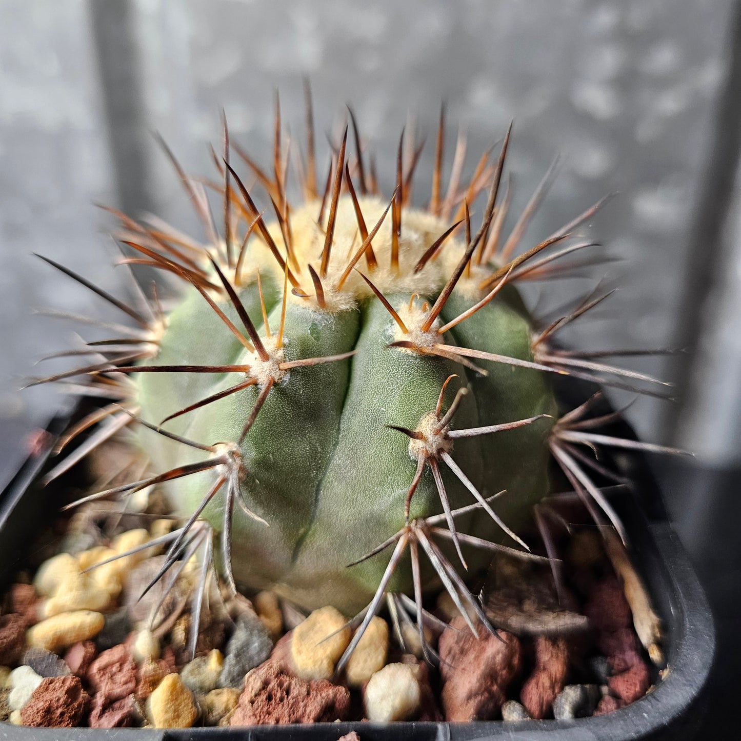 Copiapoa magnifica