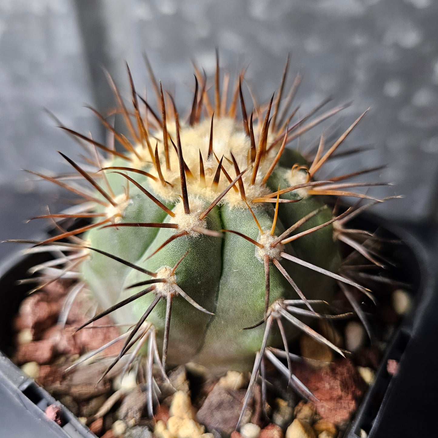 Copiapoa magnifica
