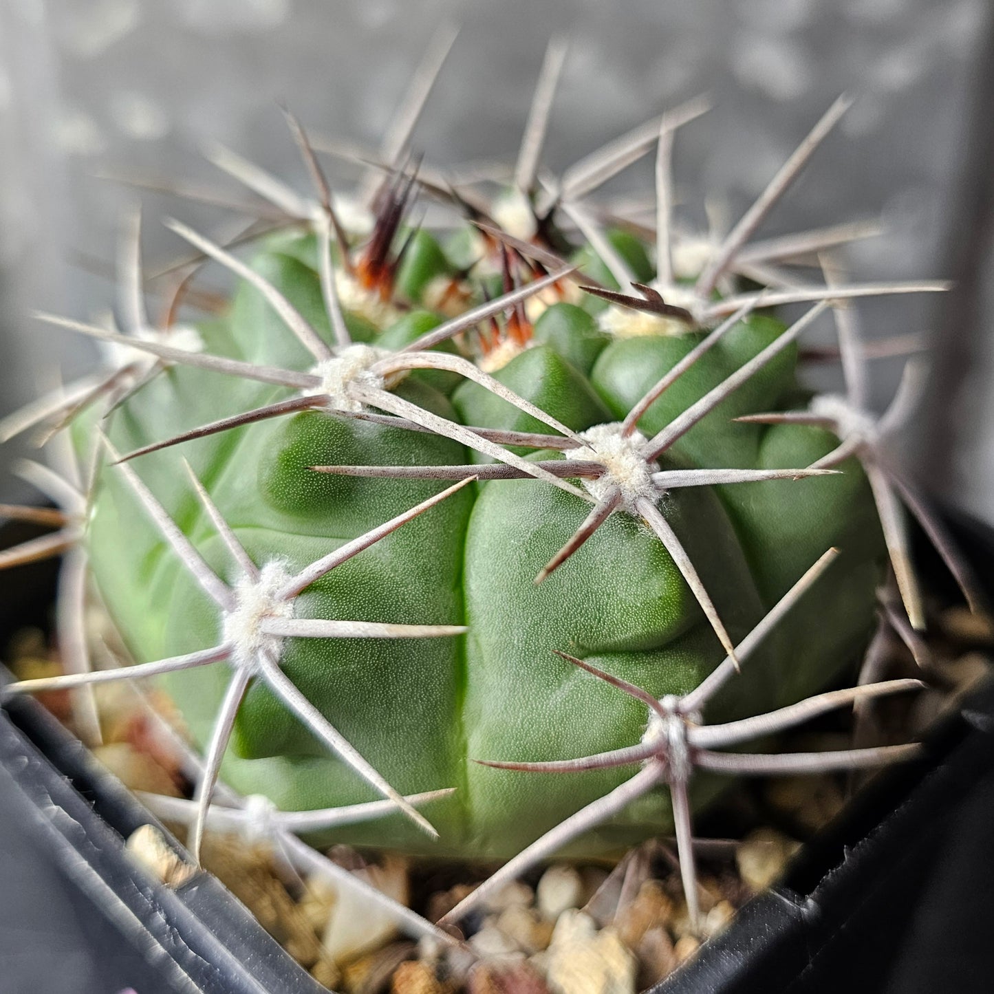 Gymnocalycium hybopleurum