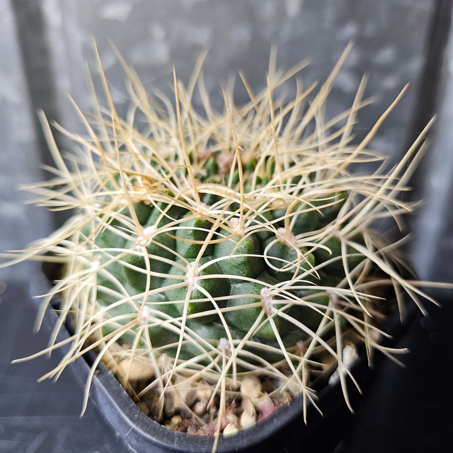 Gymnocalycium ritterianum