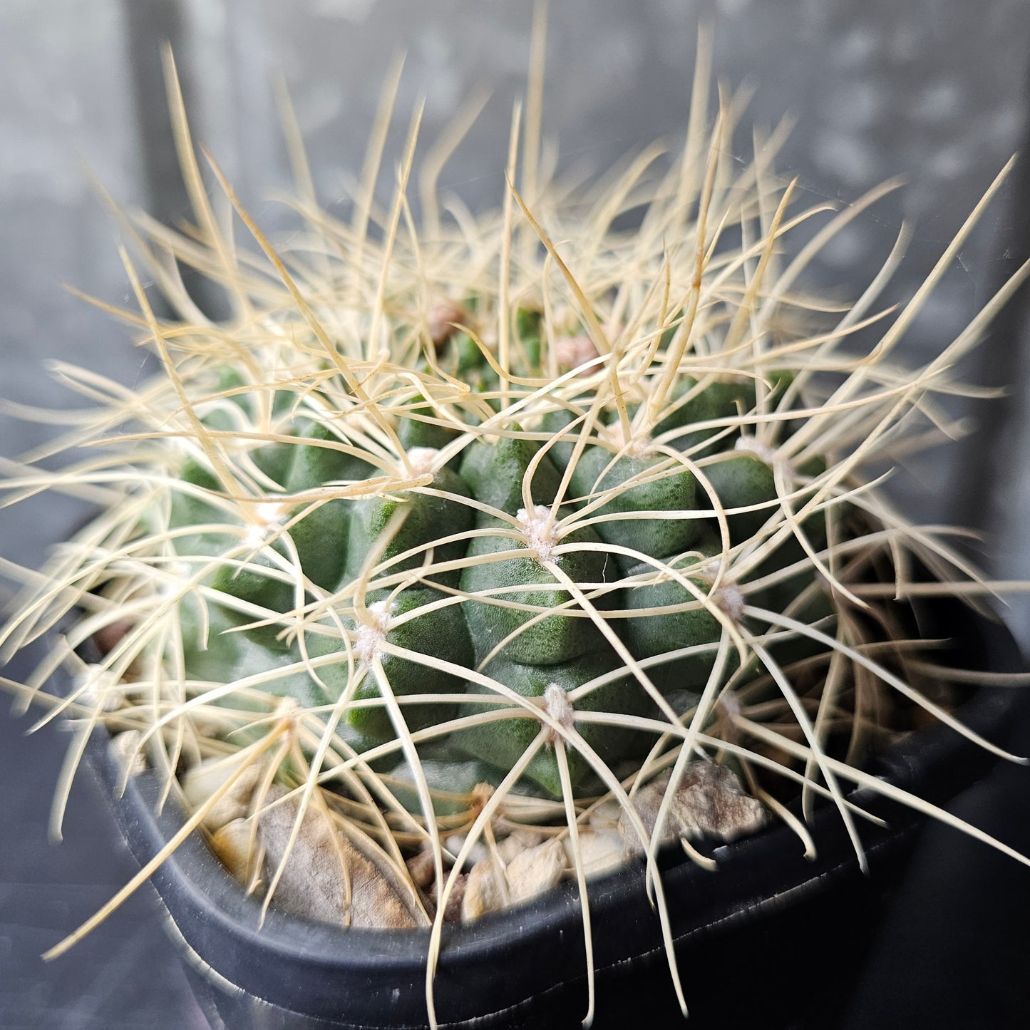 Gymnocalycium ritterianum