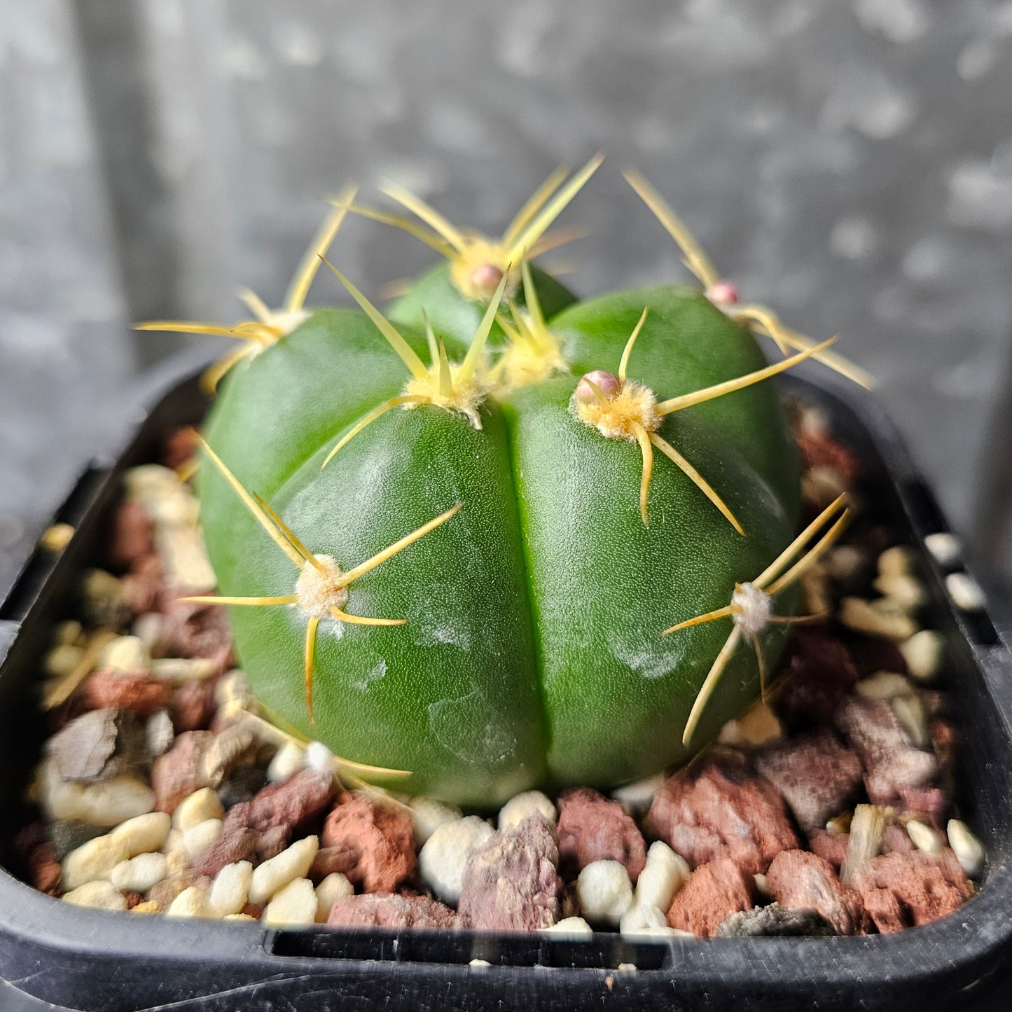 Gymnocalycium horstii HU79 v. buenekeri