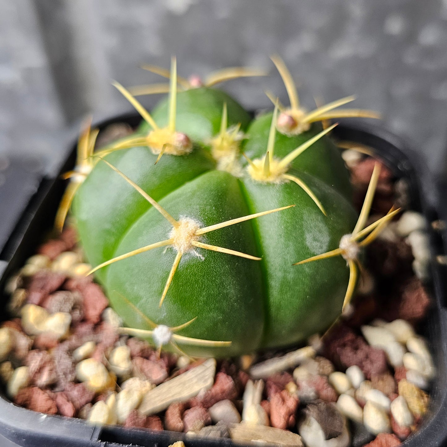 Gymnocalycium horstii HU79 v. buenekeri