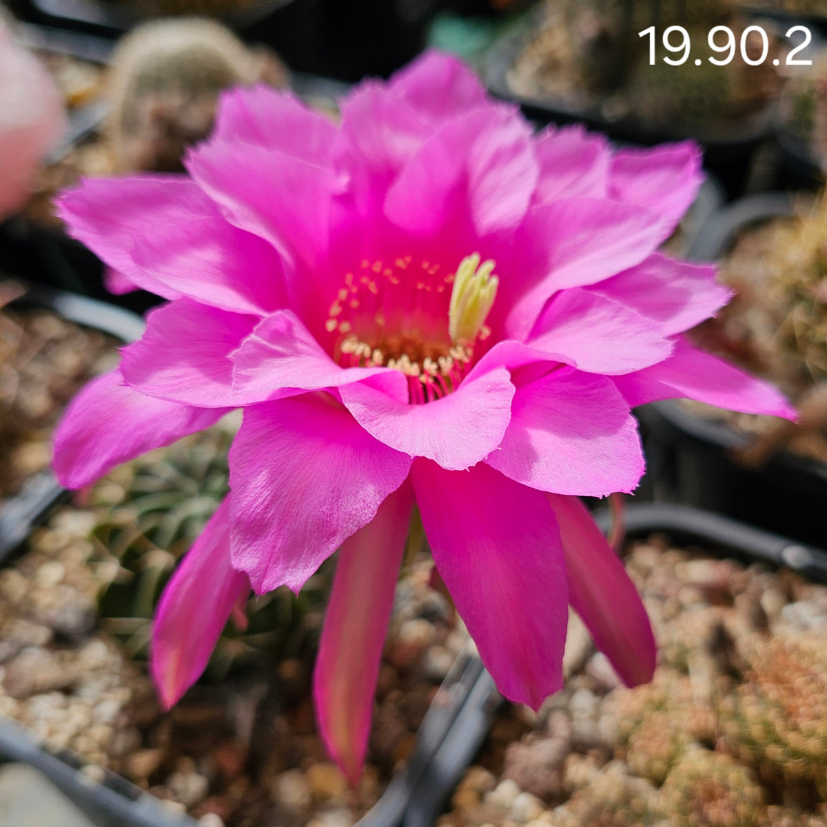 Echinopsis Euro Hybrid 19.90.2