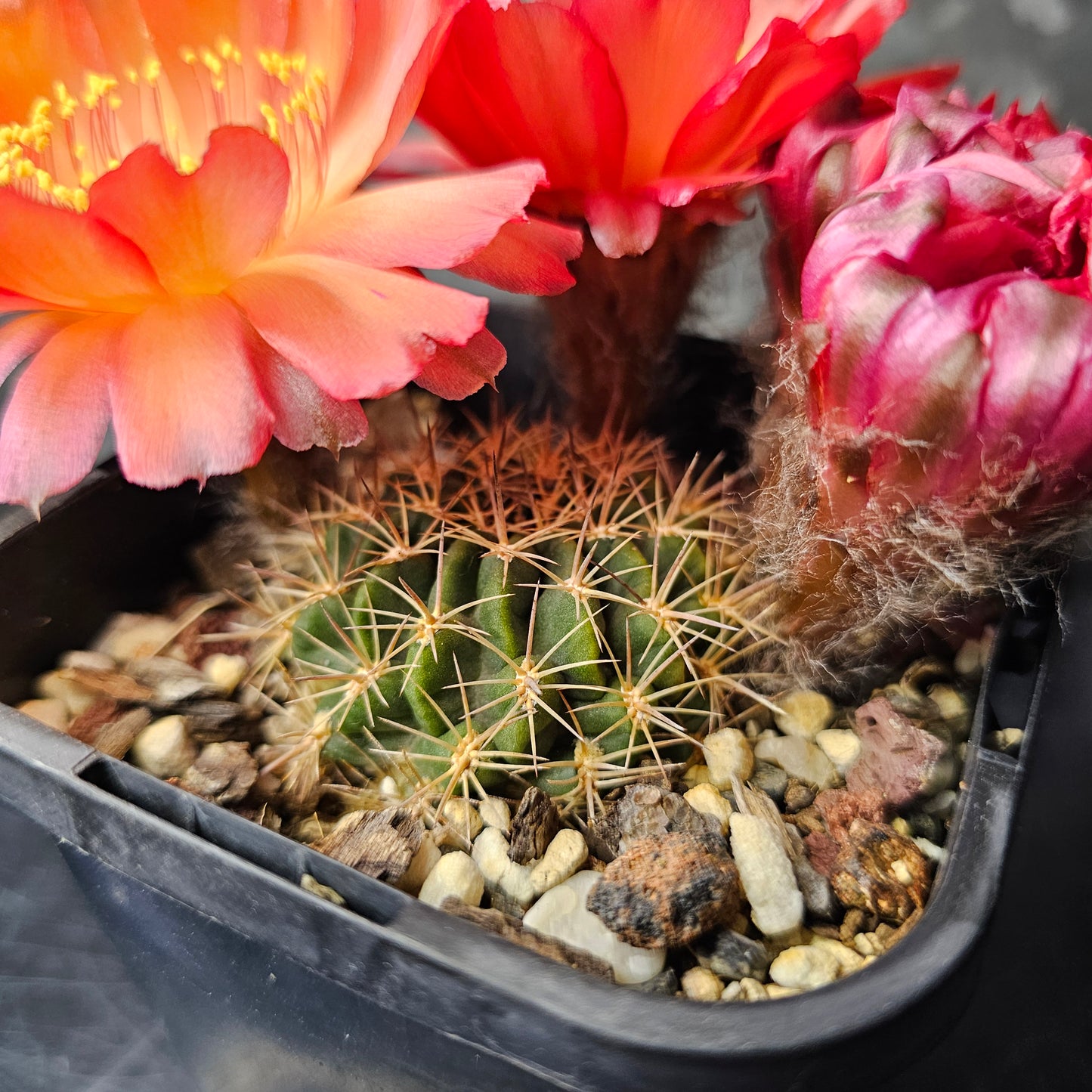 Lobivia hualfinensis