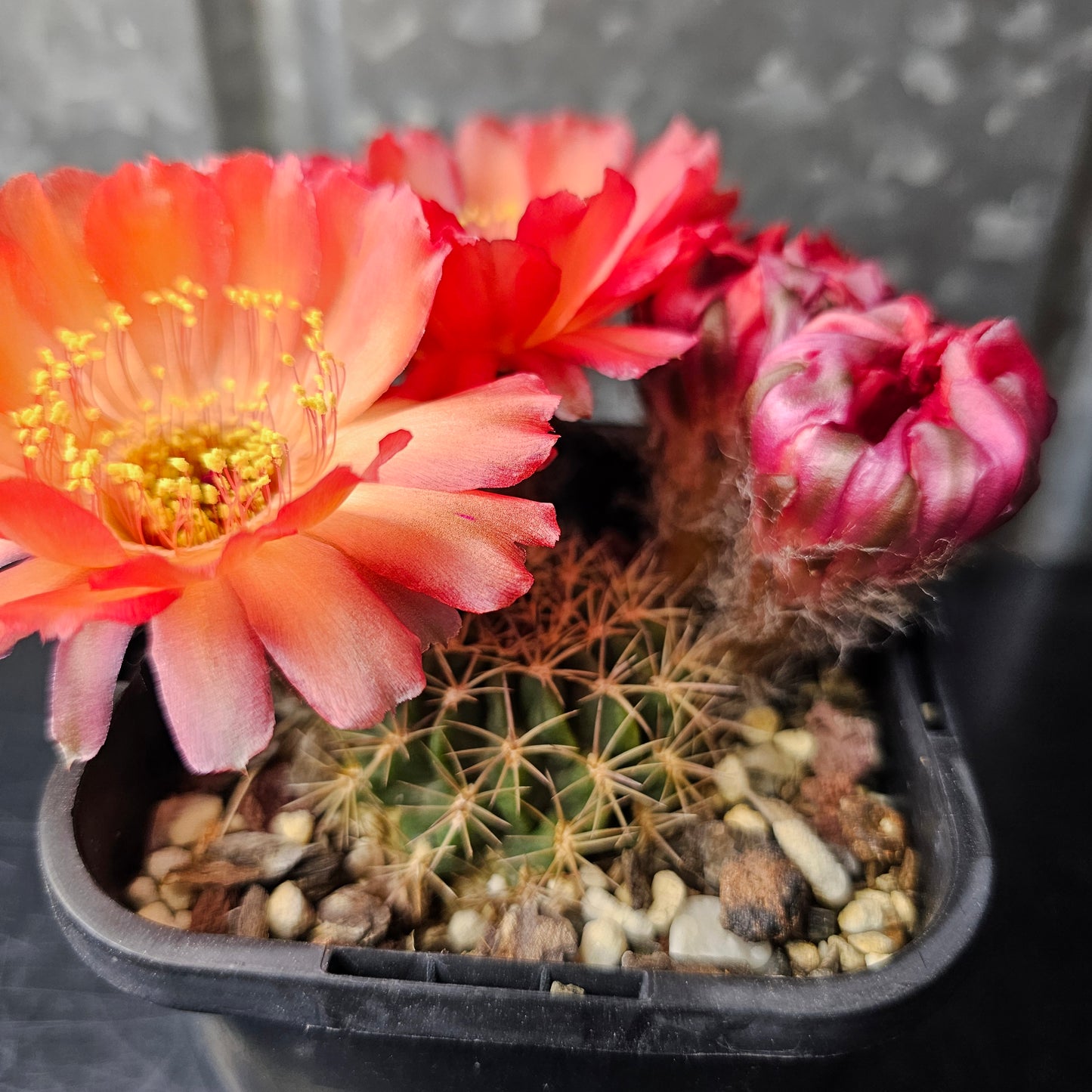 Lobivia hualfinensis