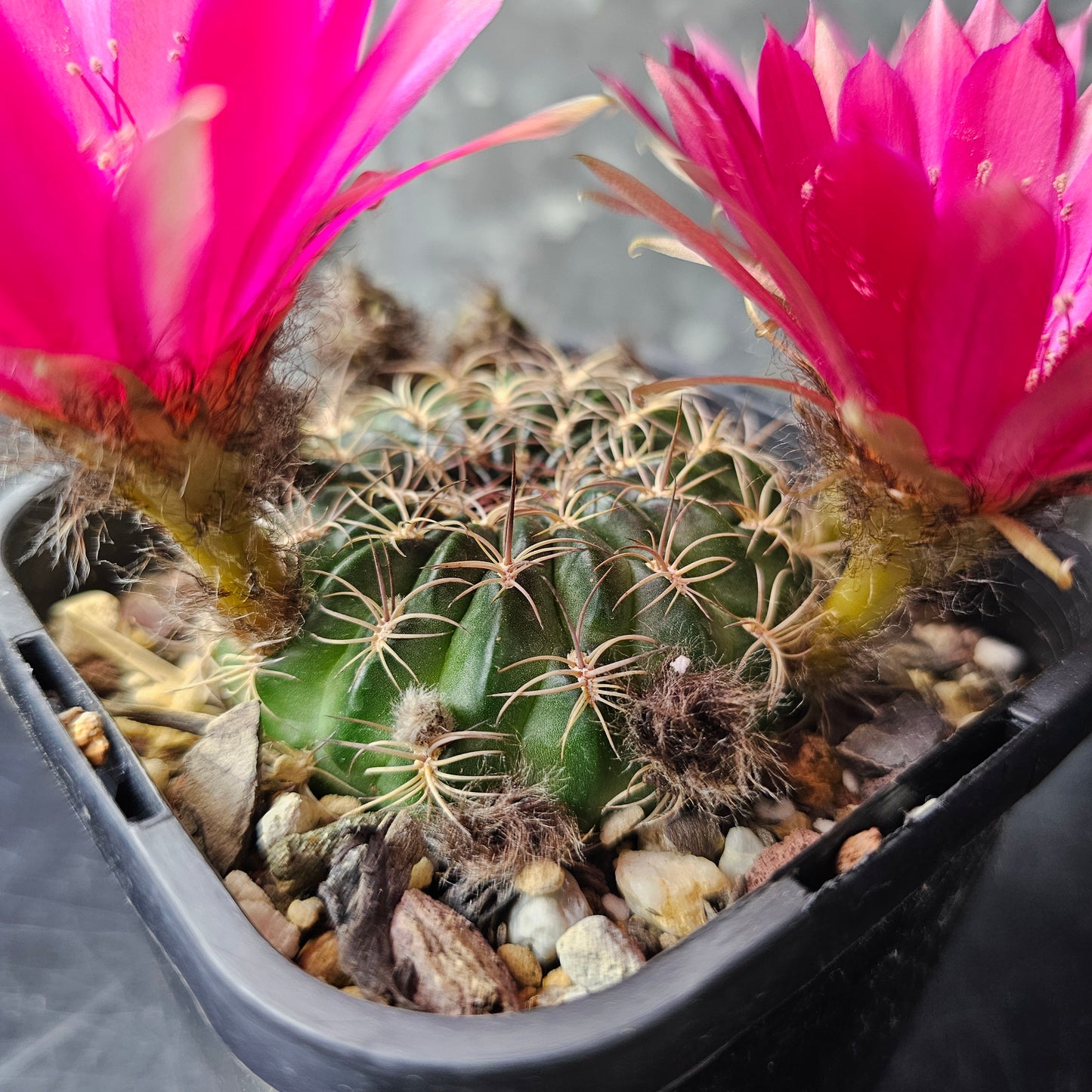 Lobivia draxleriana HS50