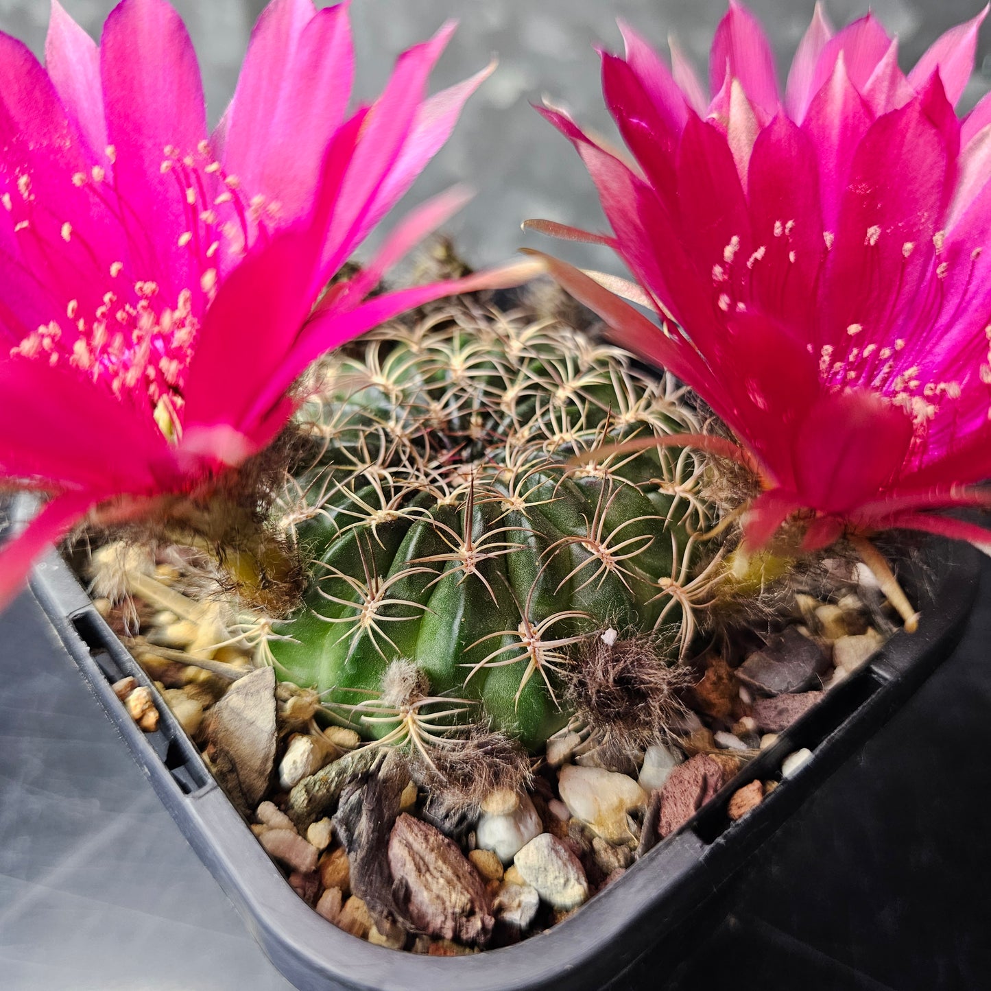 Lobivia draxleriana HS50