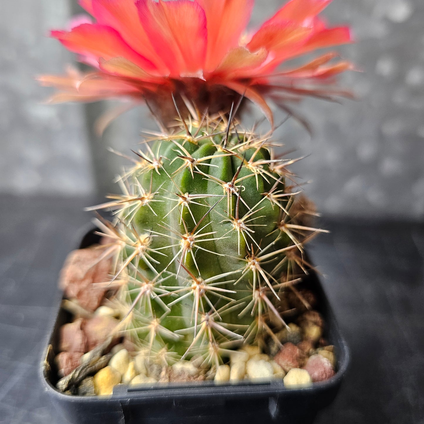 Lobivia glauca × nigrostoma MN30