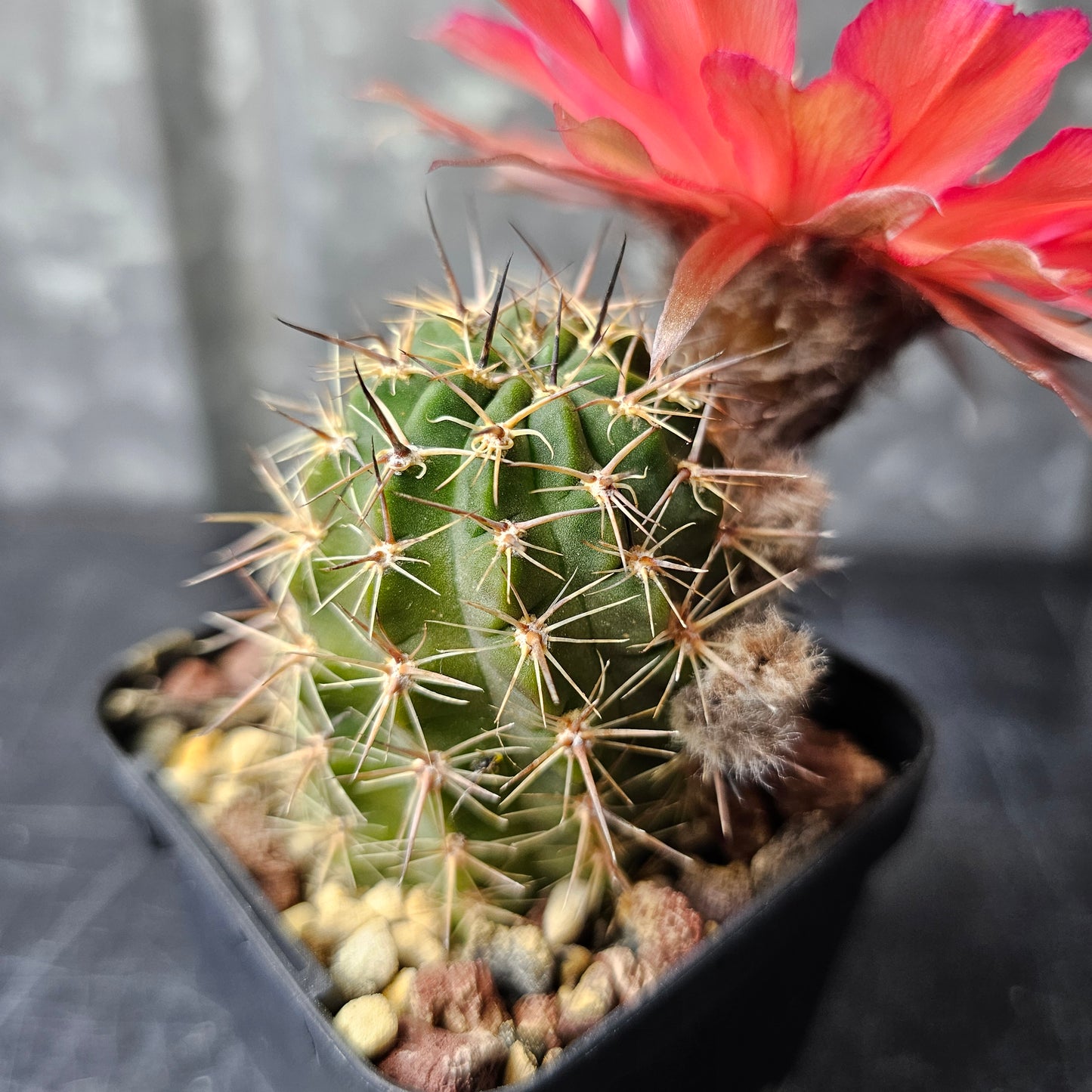 Lobivia glauca × nigrostoma MN30