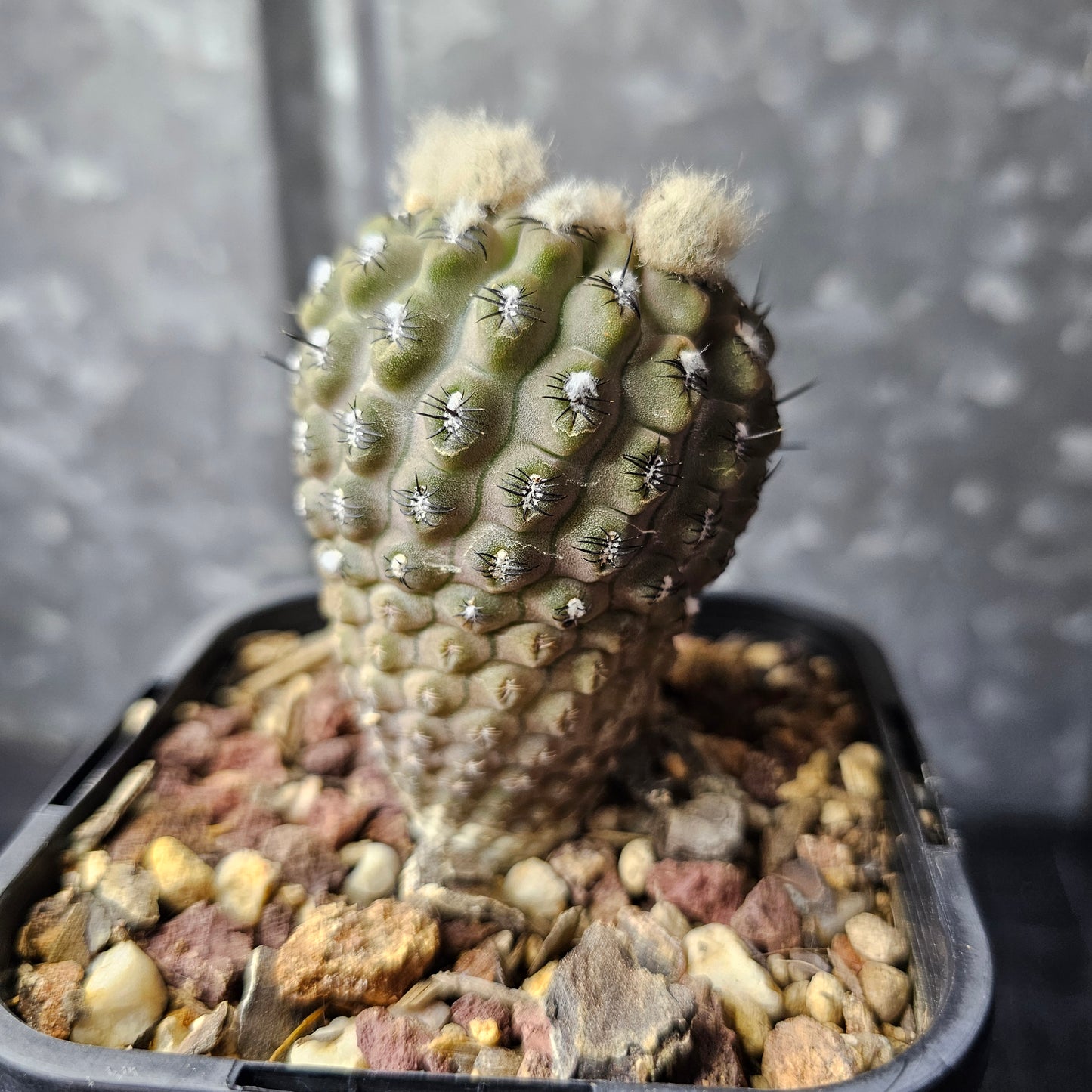 Neoporteria reichii