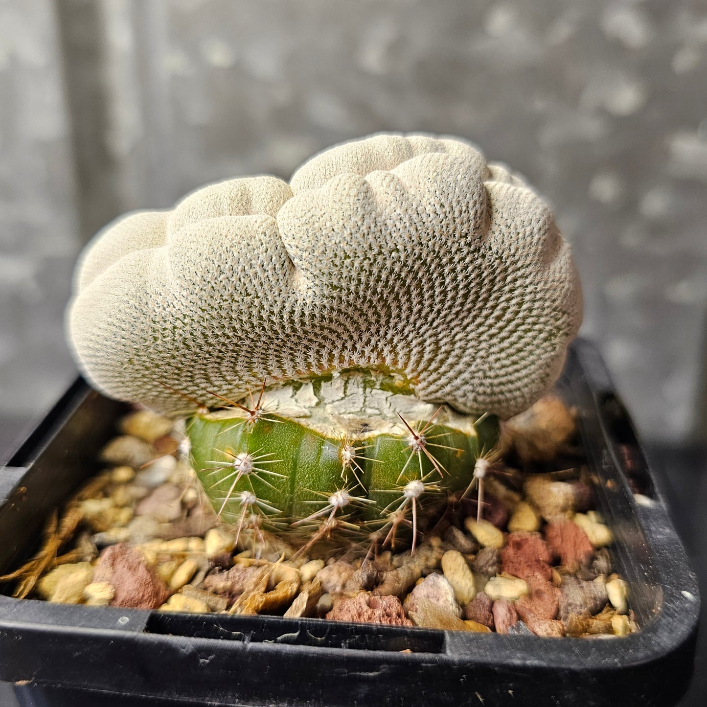 Epithelantha bokei crest