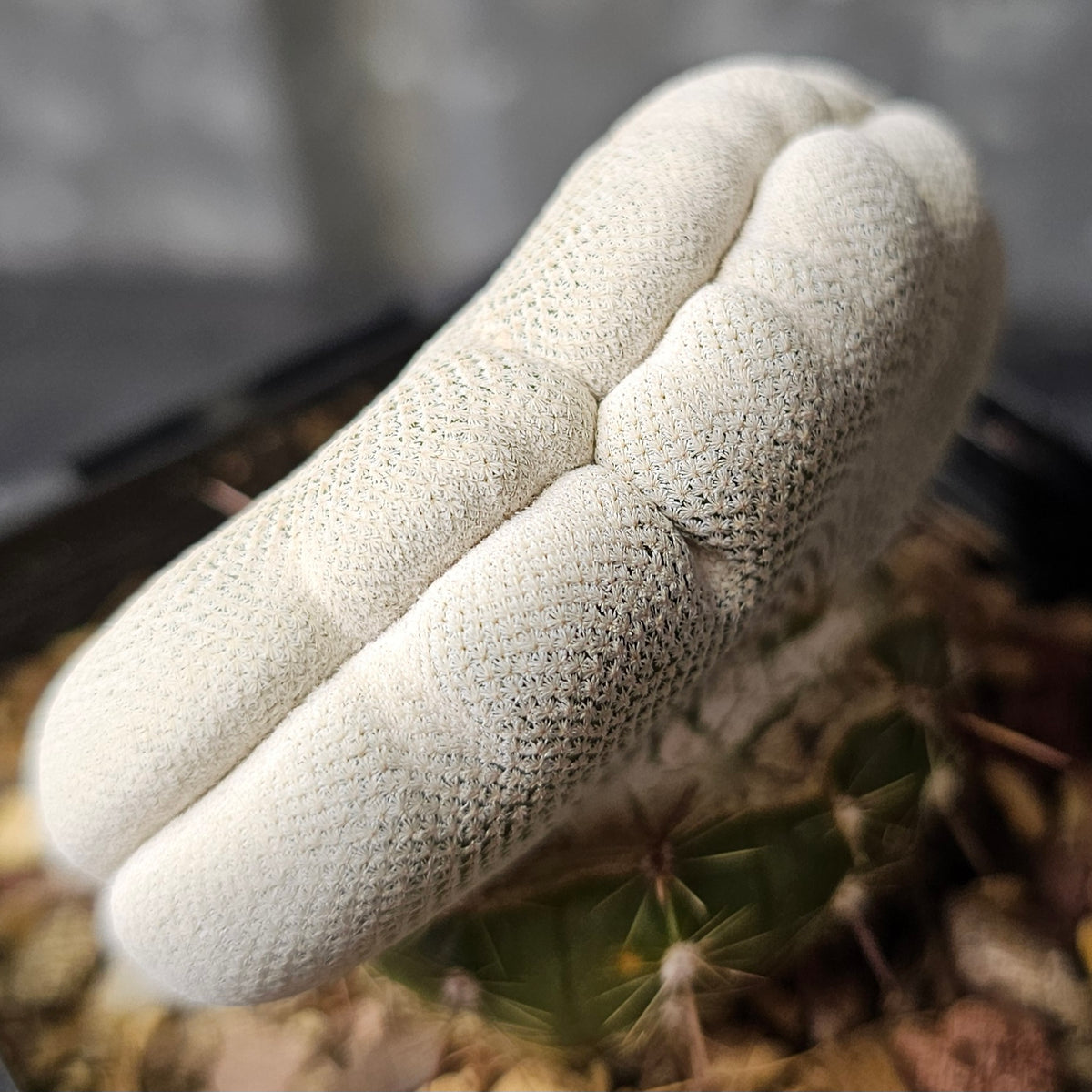 Spine City | Rare Cacti & Succulents – Expert-Grown in Australia