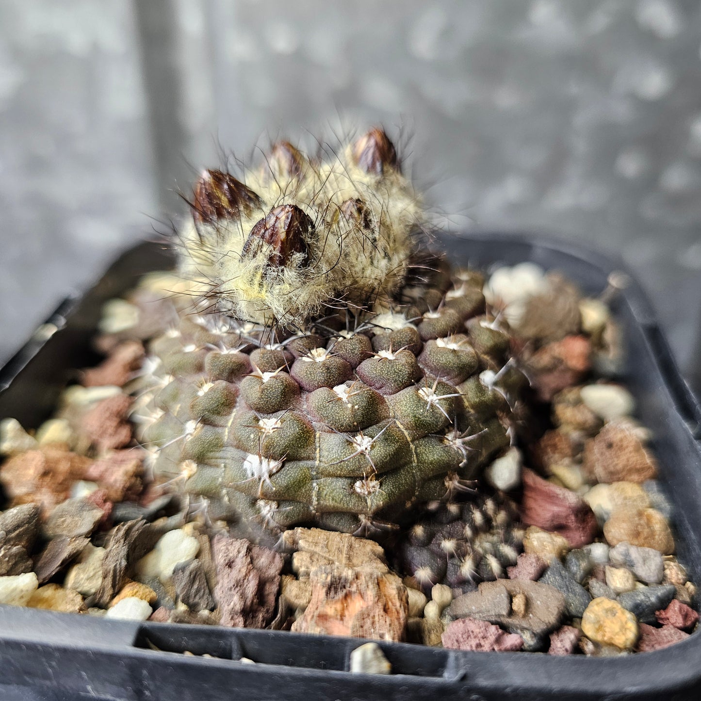 Chileorebutia esmeraldana FR518