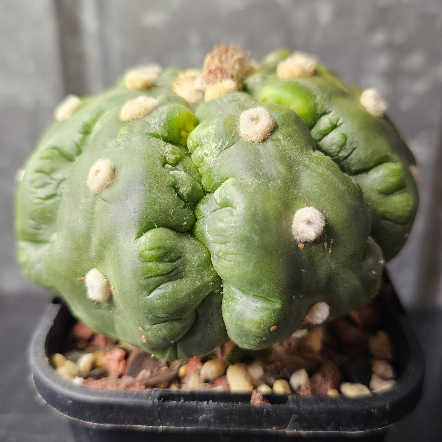 Astrophytum asterias cv. Kikko Muscle