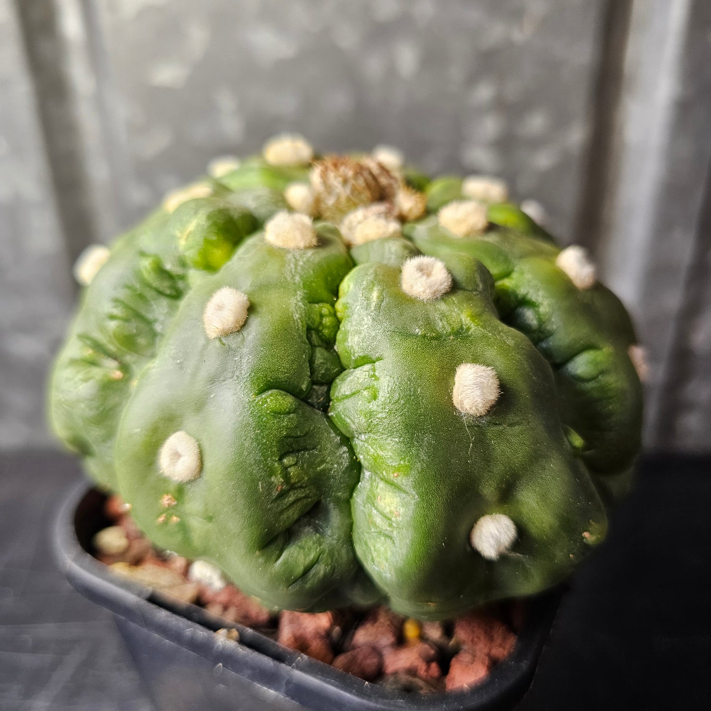 Astrophytum asterias cv. Kikko Muscle