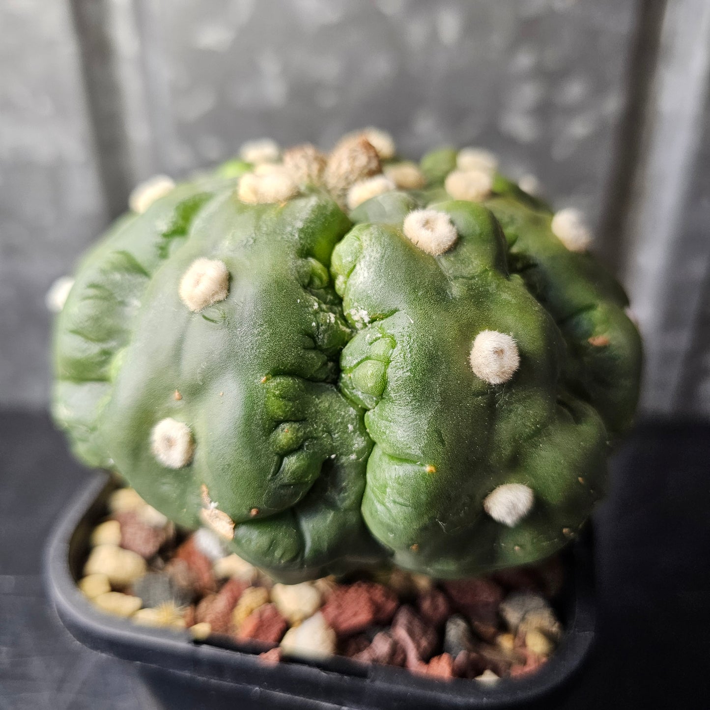 Astrophytum asterias cv. Kikko Muscle