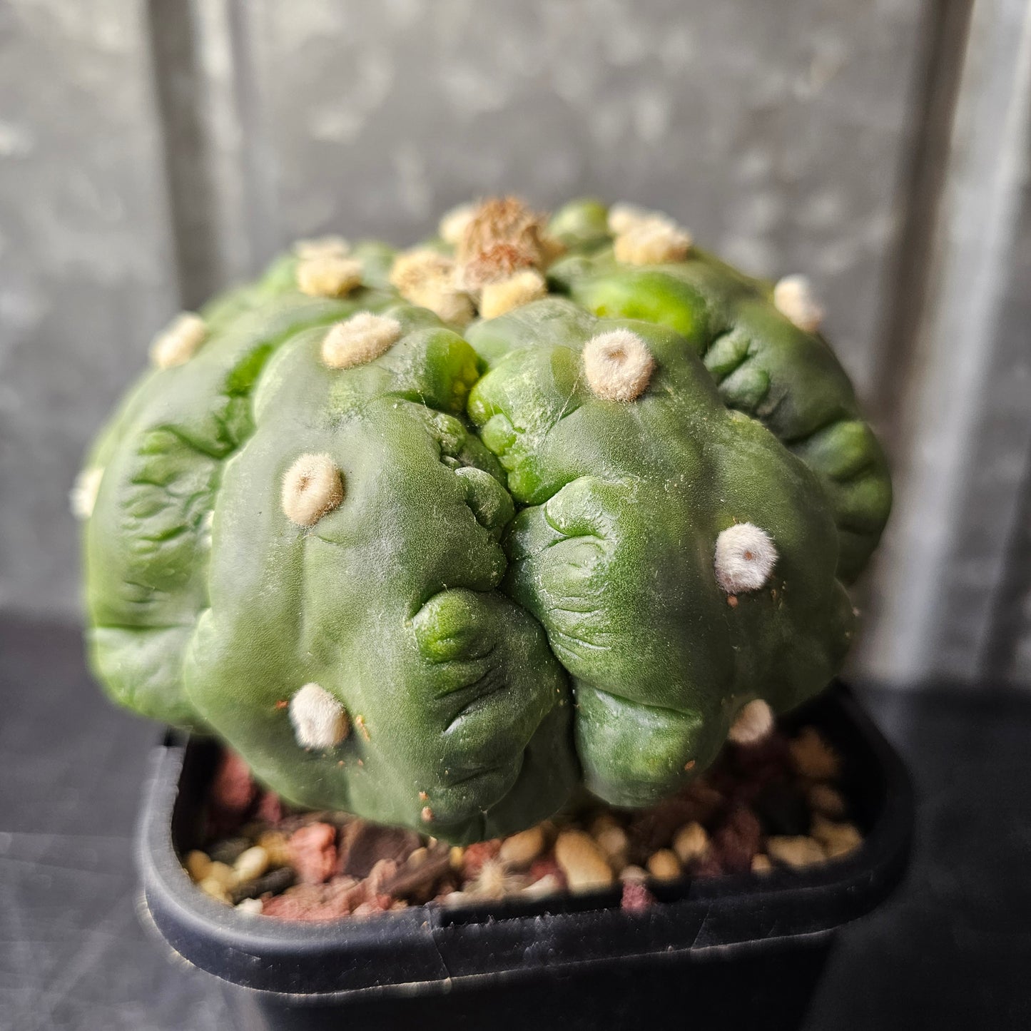 Astrophytum asterias cv. Kikko Muscle
