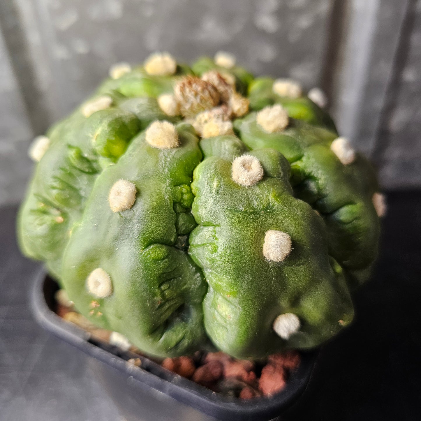 Astrophytum asterias cv. Kikko Muscle