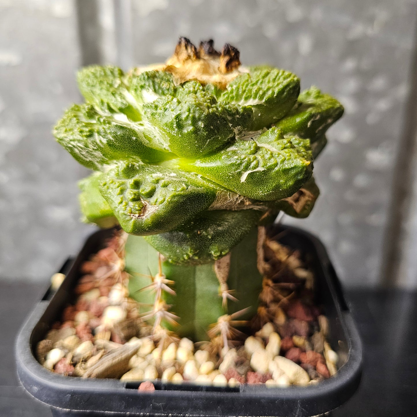 Ariocarpus cv. Super Godzilla