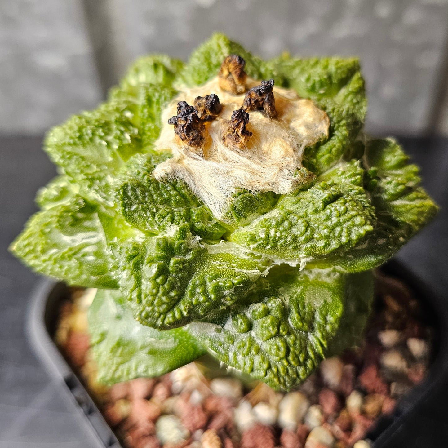 Ariocarpus cv. Super Godzilla