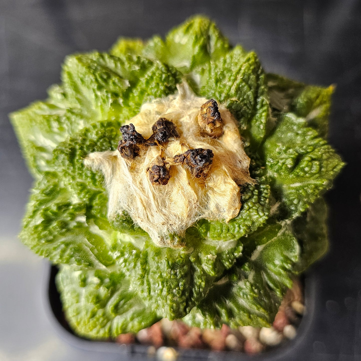 Ariocarpus cv. Super Godzilla