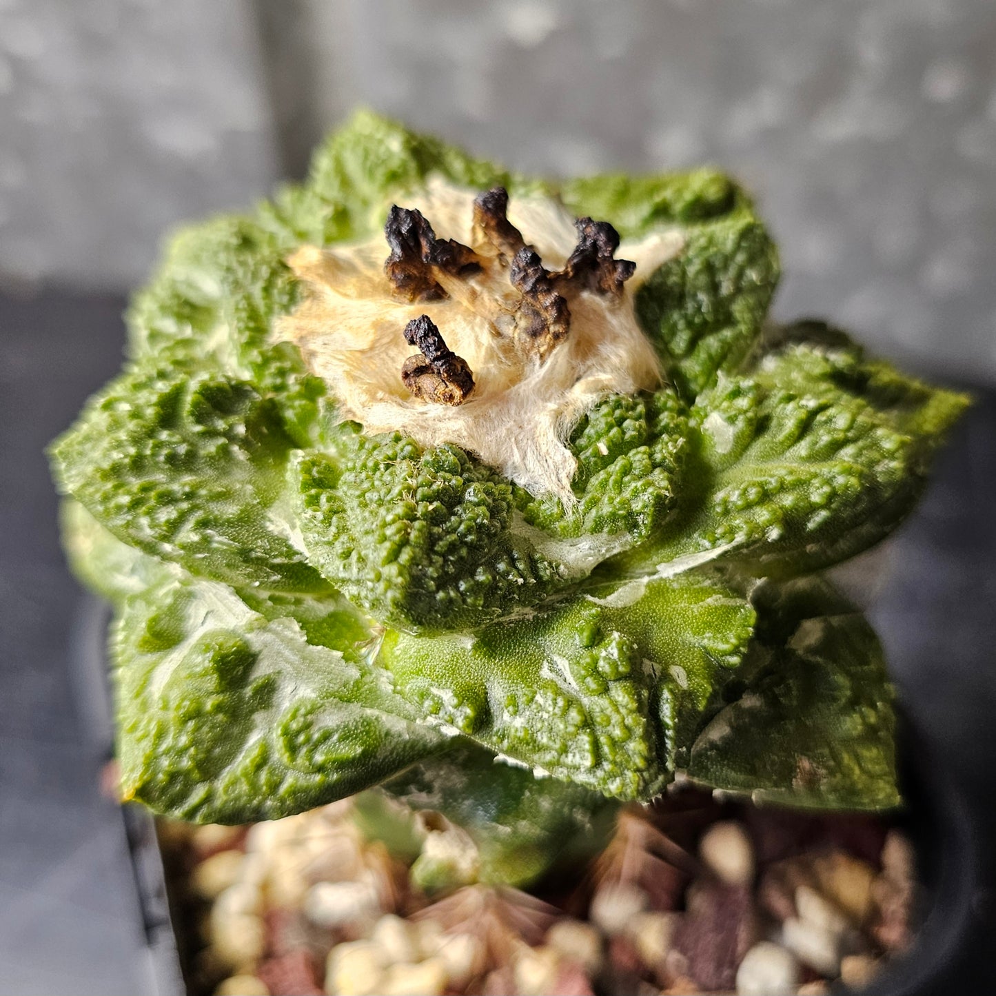 Ariocarpus cv. Super Godzilla