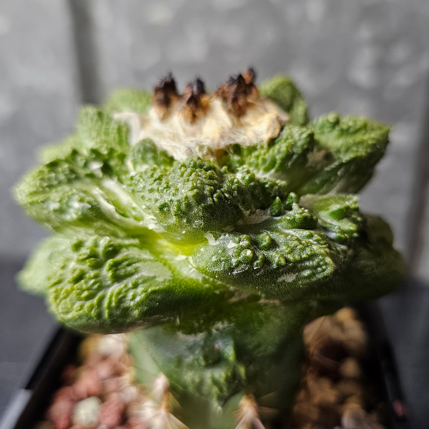 Ariocarpus cv. Super Godzilla