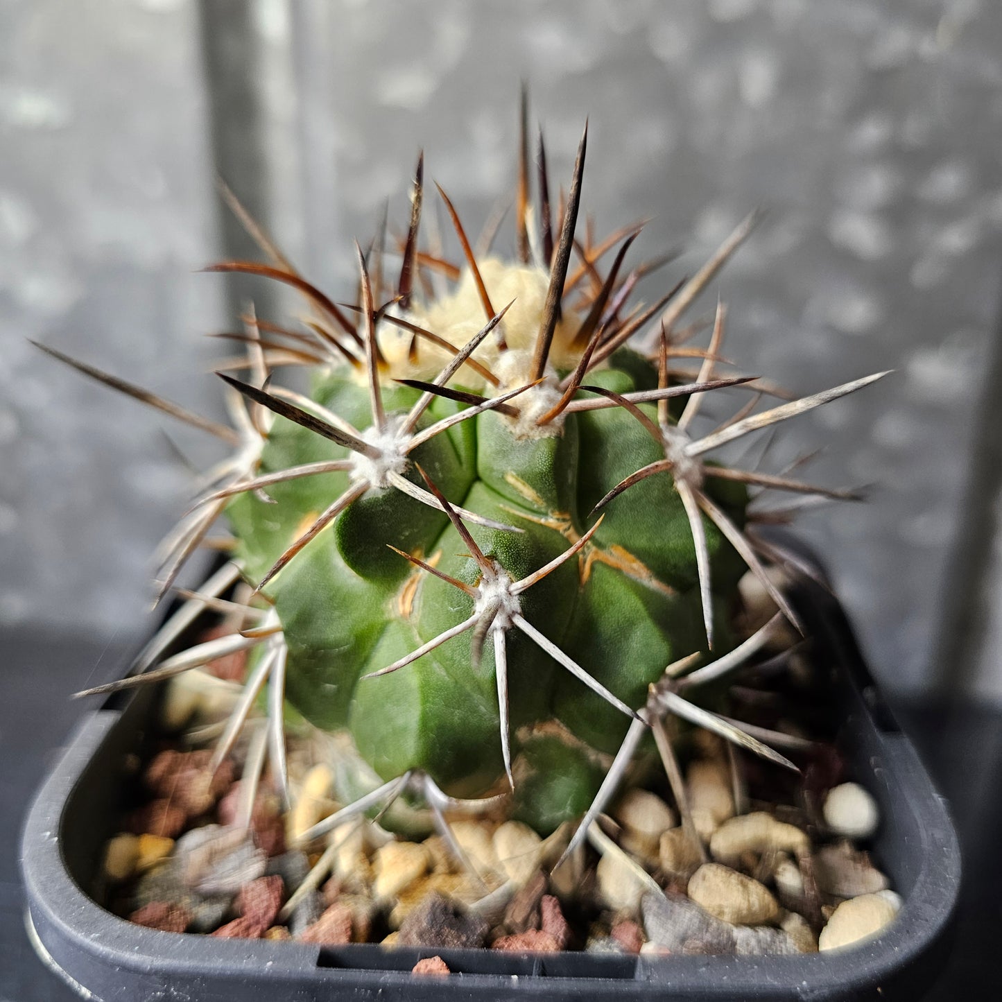 Copiapoa alticostata
