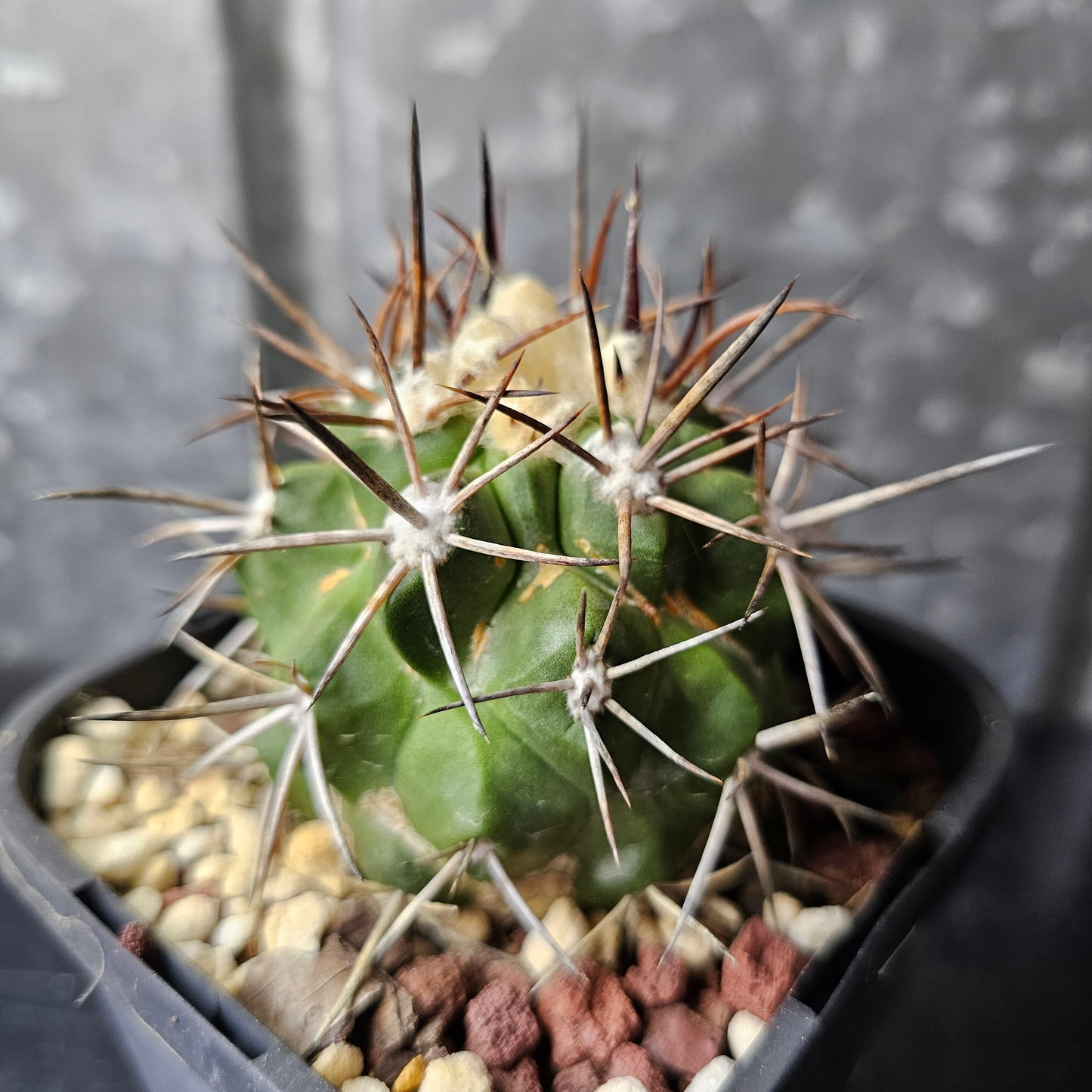 Copiapoa alticostata