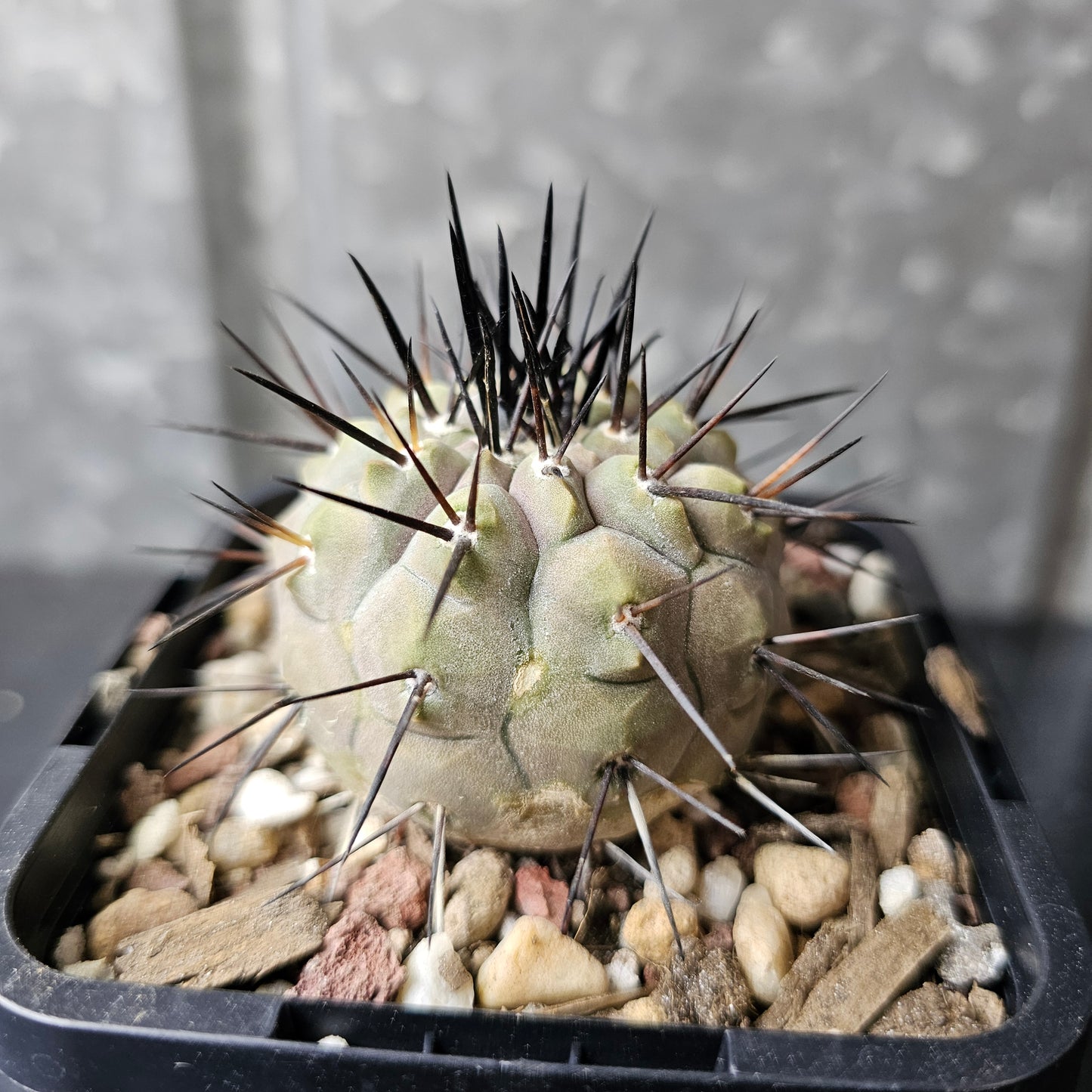 Copiapoa cinerea JN2027 (Elite Grade)