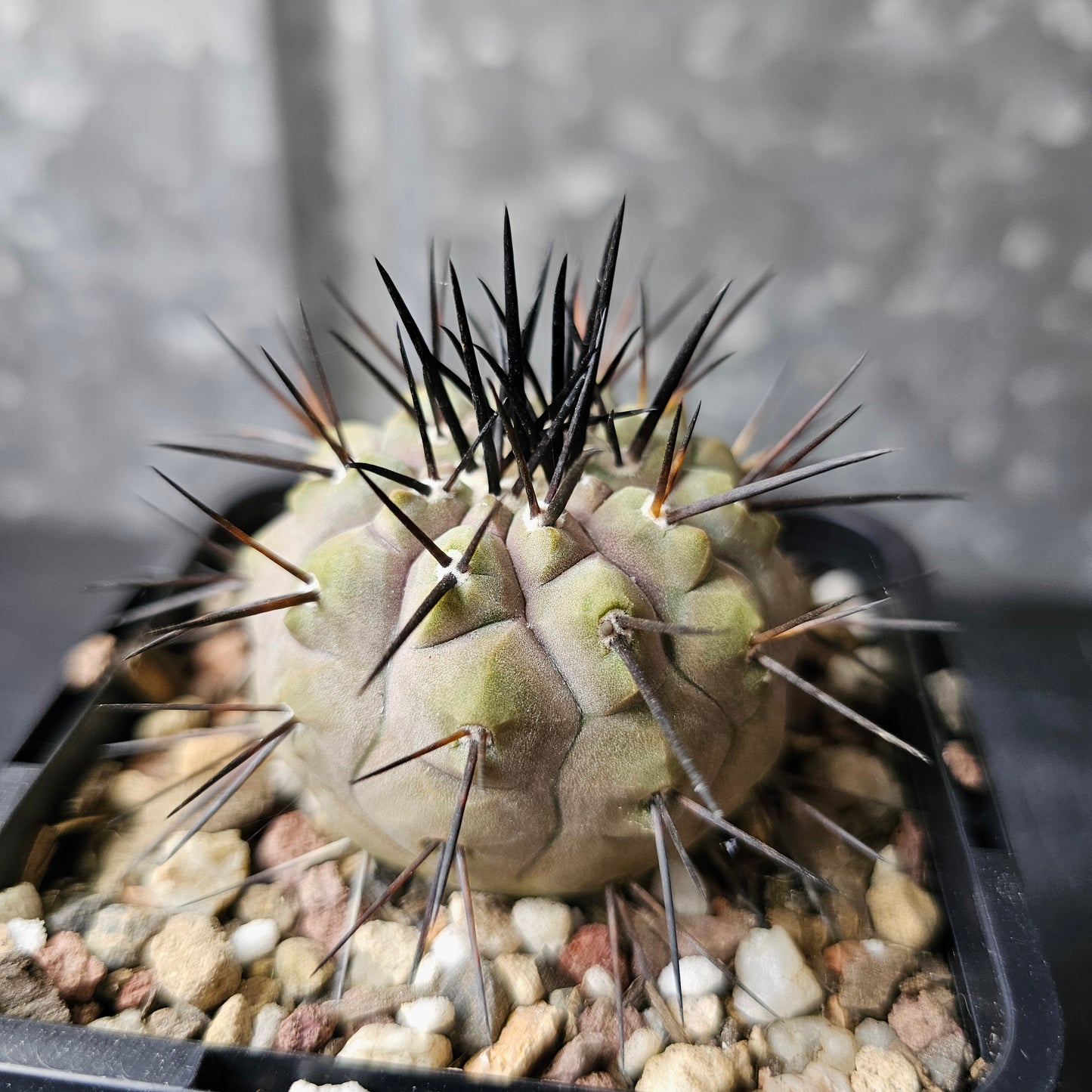 Copiapoa cinerea JN2027 (Elite Grade)