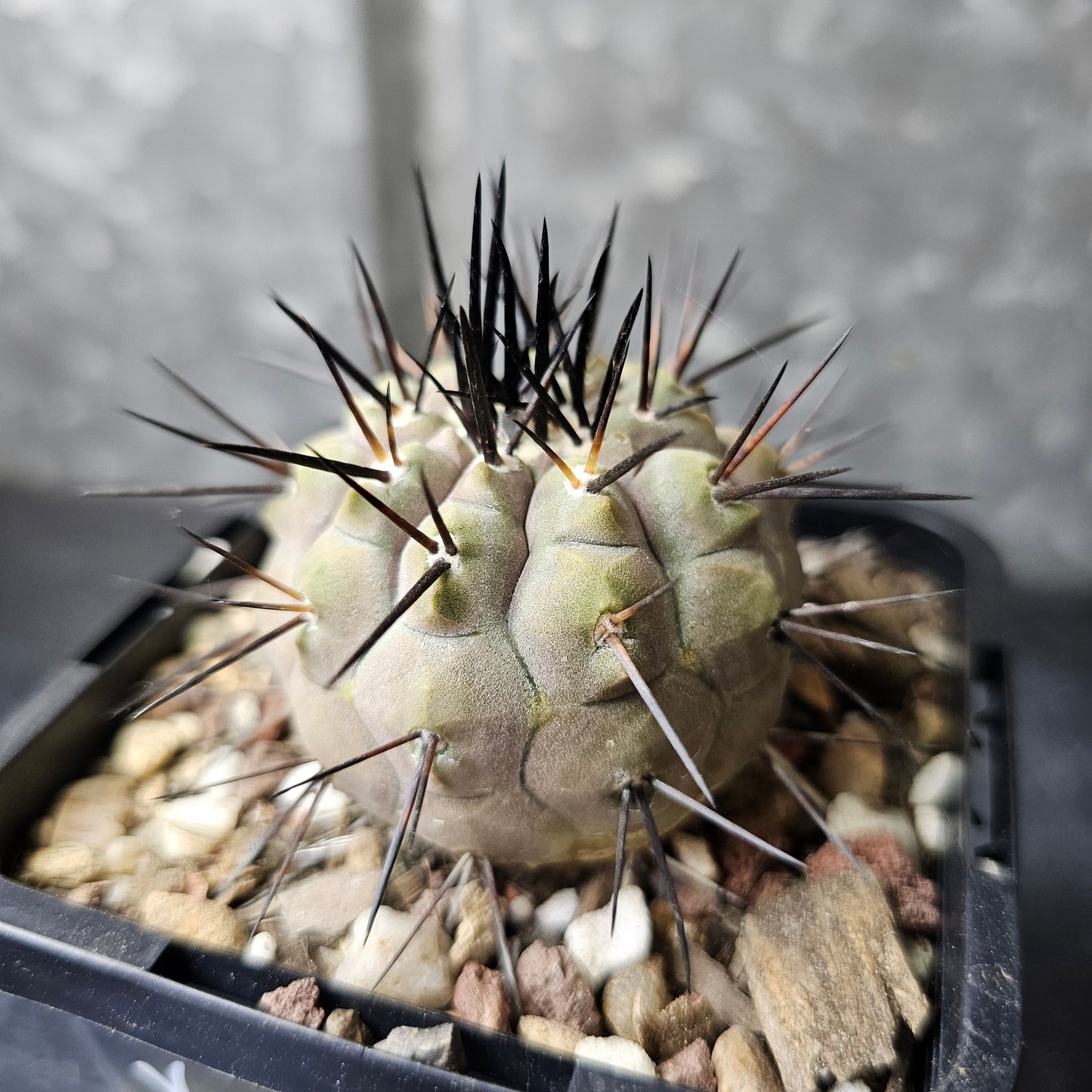 Copiapoa cinerea JN2027 (Elite Grade)