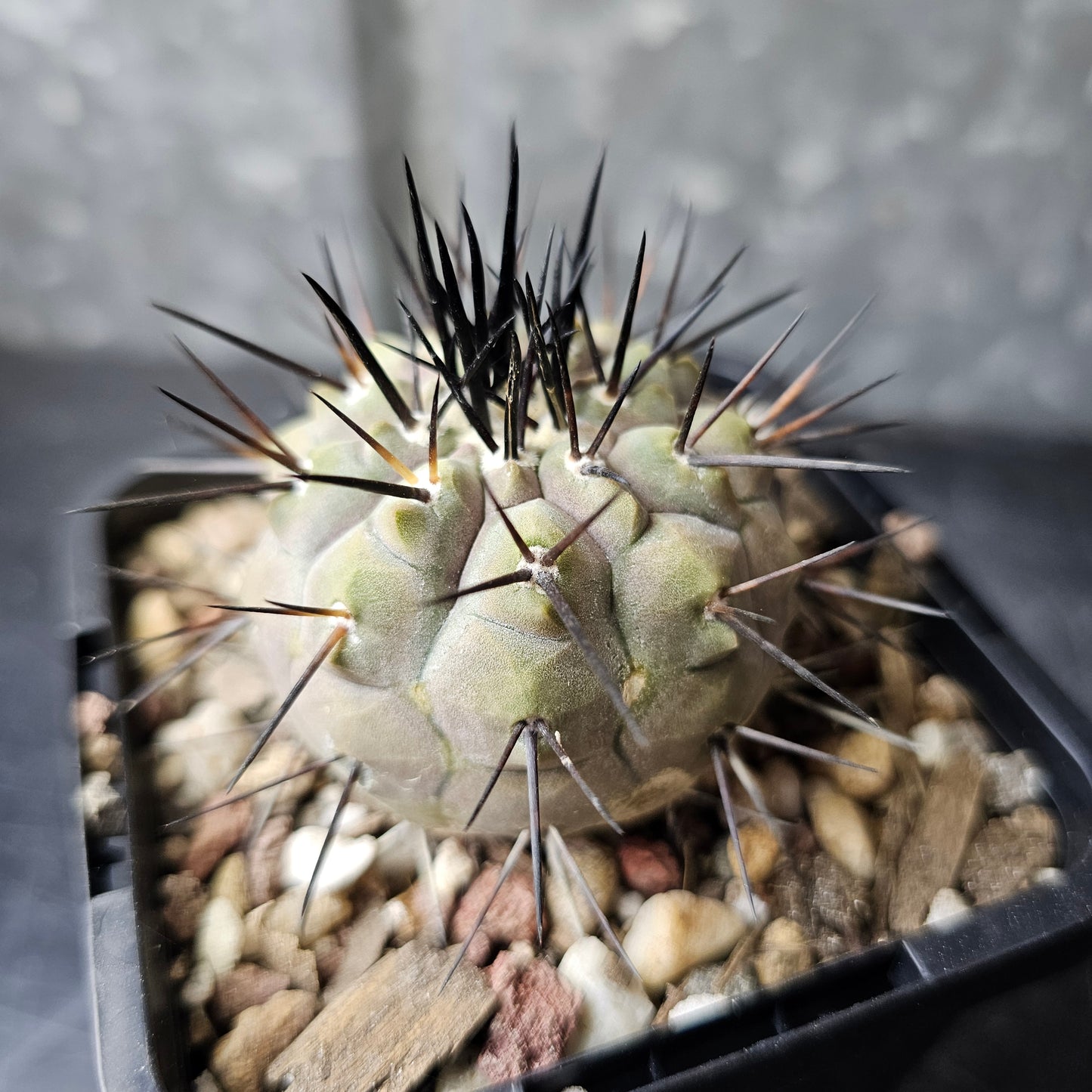 Copiapoa cinerea JN2027 (Elite Grade)