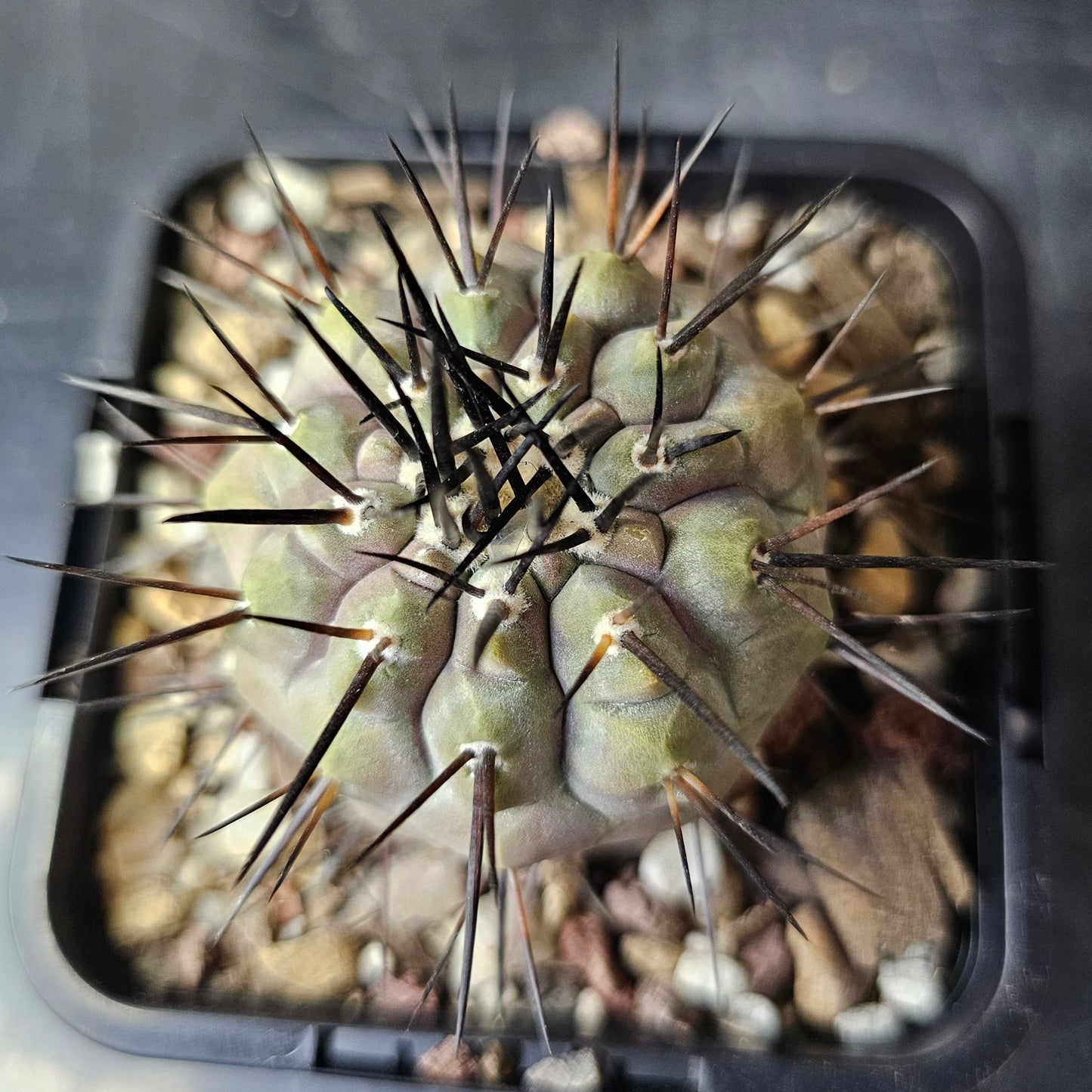 Copiapoa cinerea JN2027 (Elite Grade)