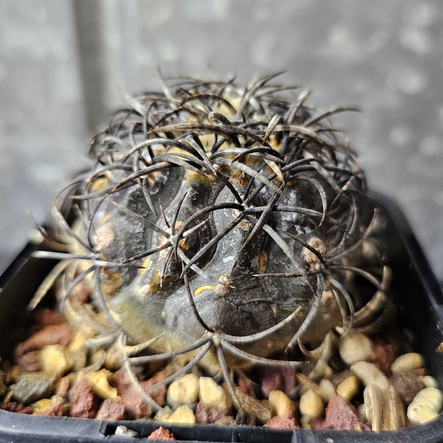 Copiapoa griseoviolacea