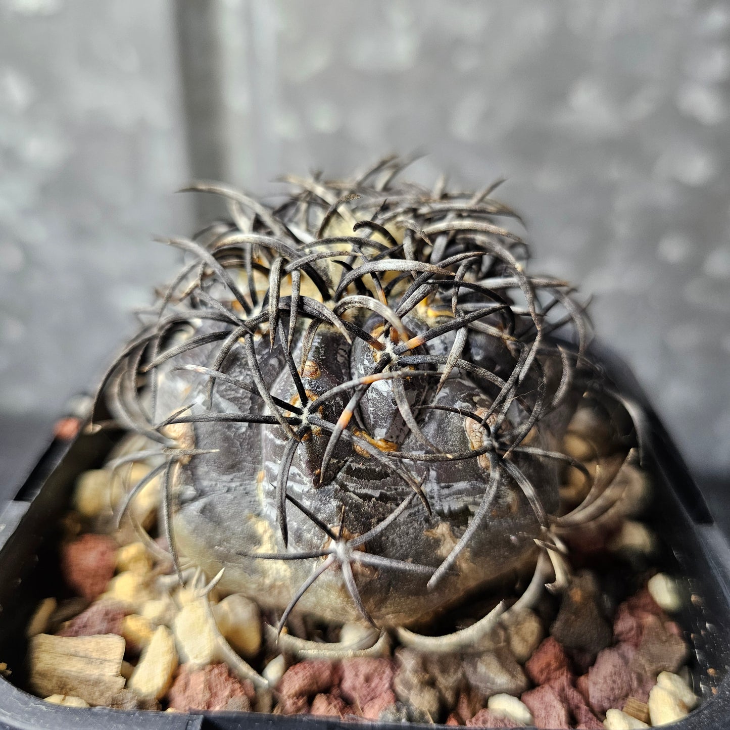 Copiapoa griseoviolacea